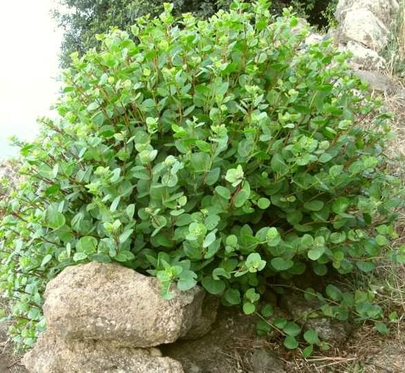 Foto de Alcaparro Capparis spinosa