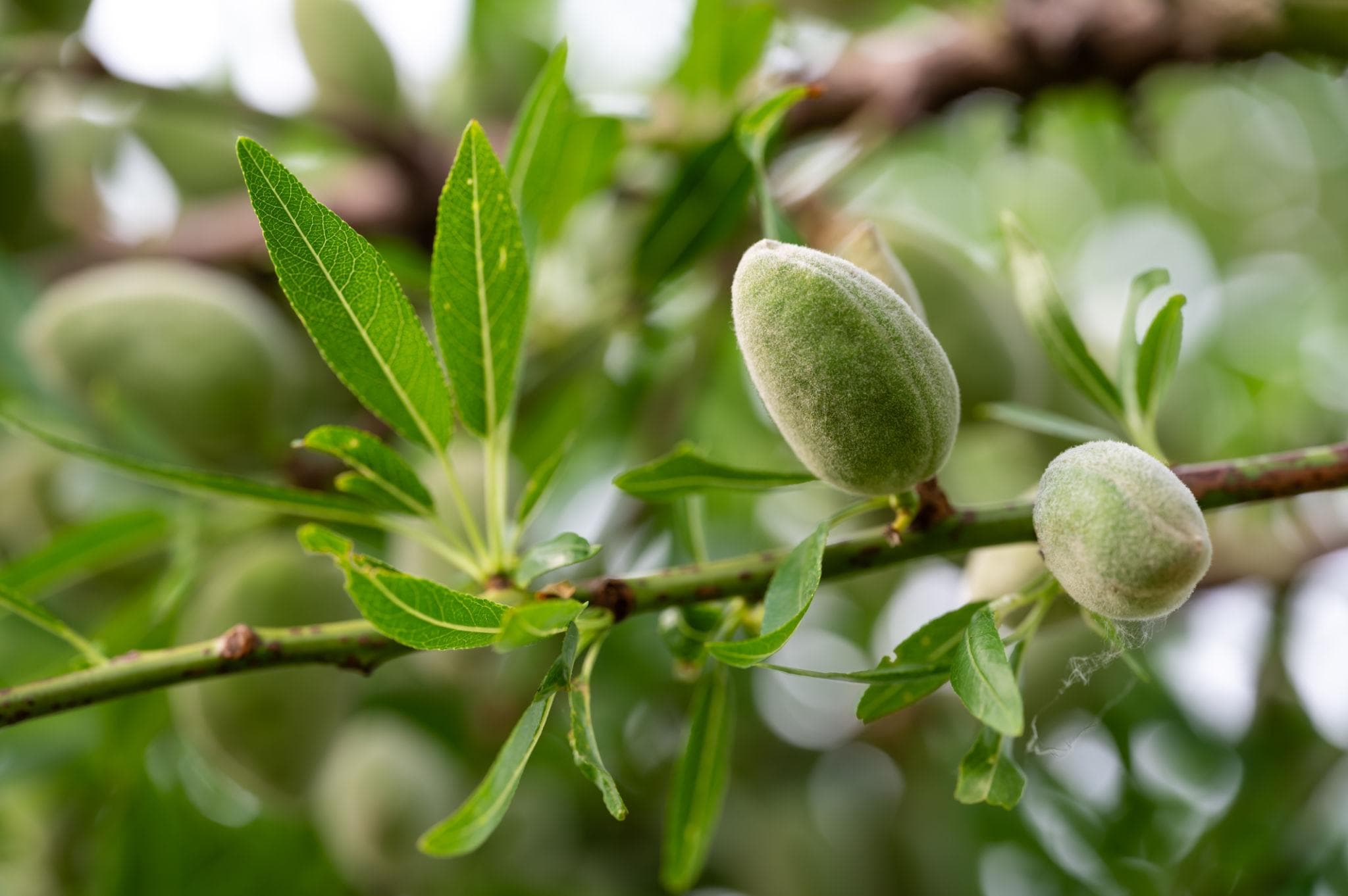 Foto de Almendro Prunus dulcis