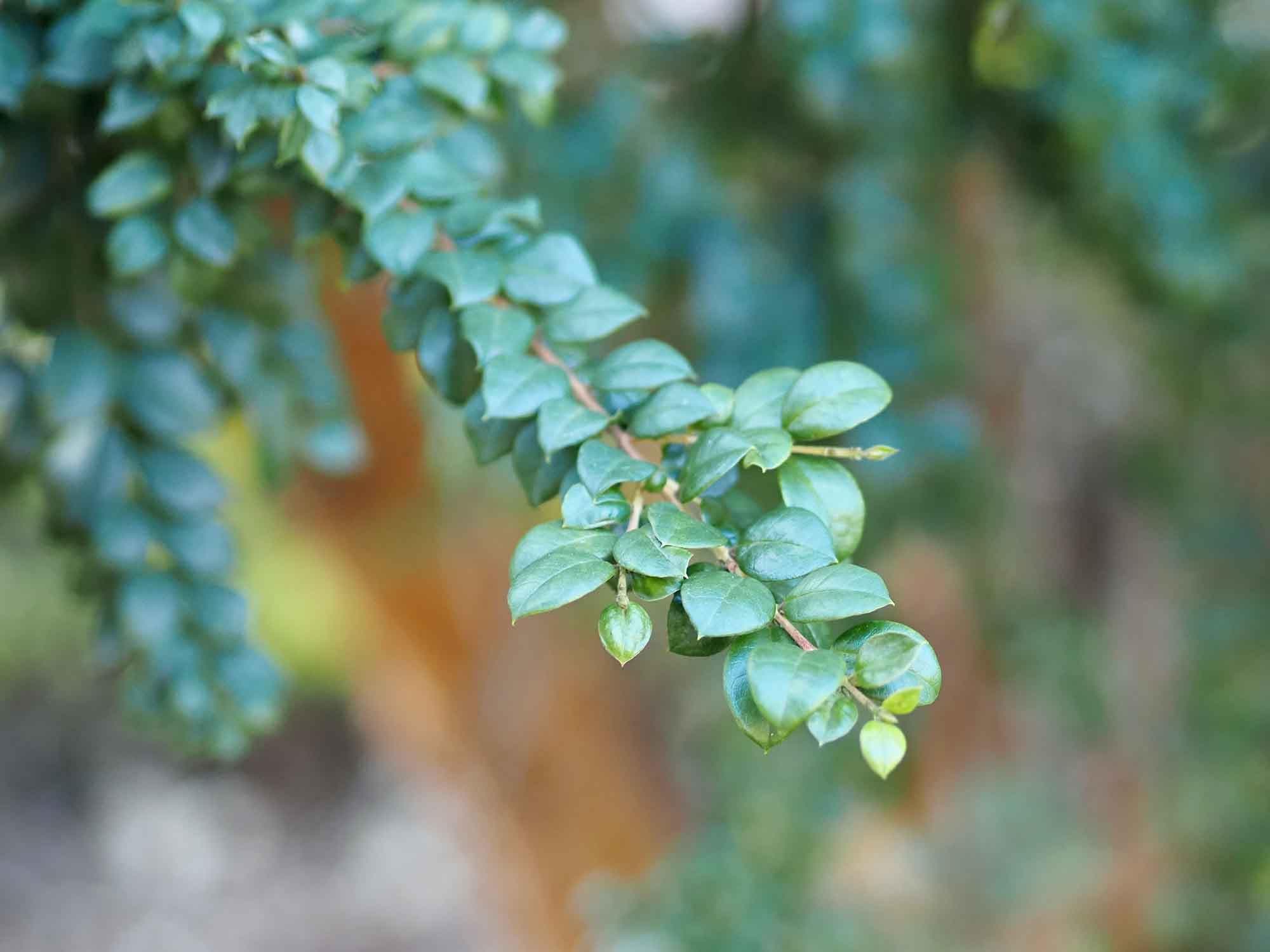 Foto de Arrayán / Palo Colorado Luma apiculata