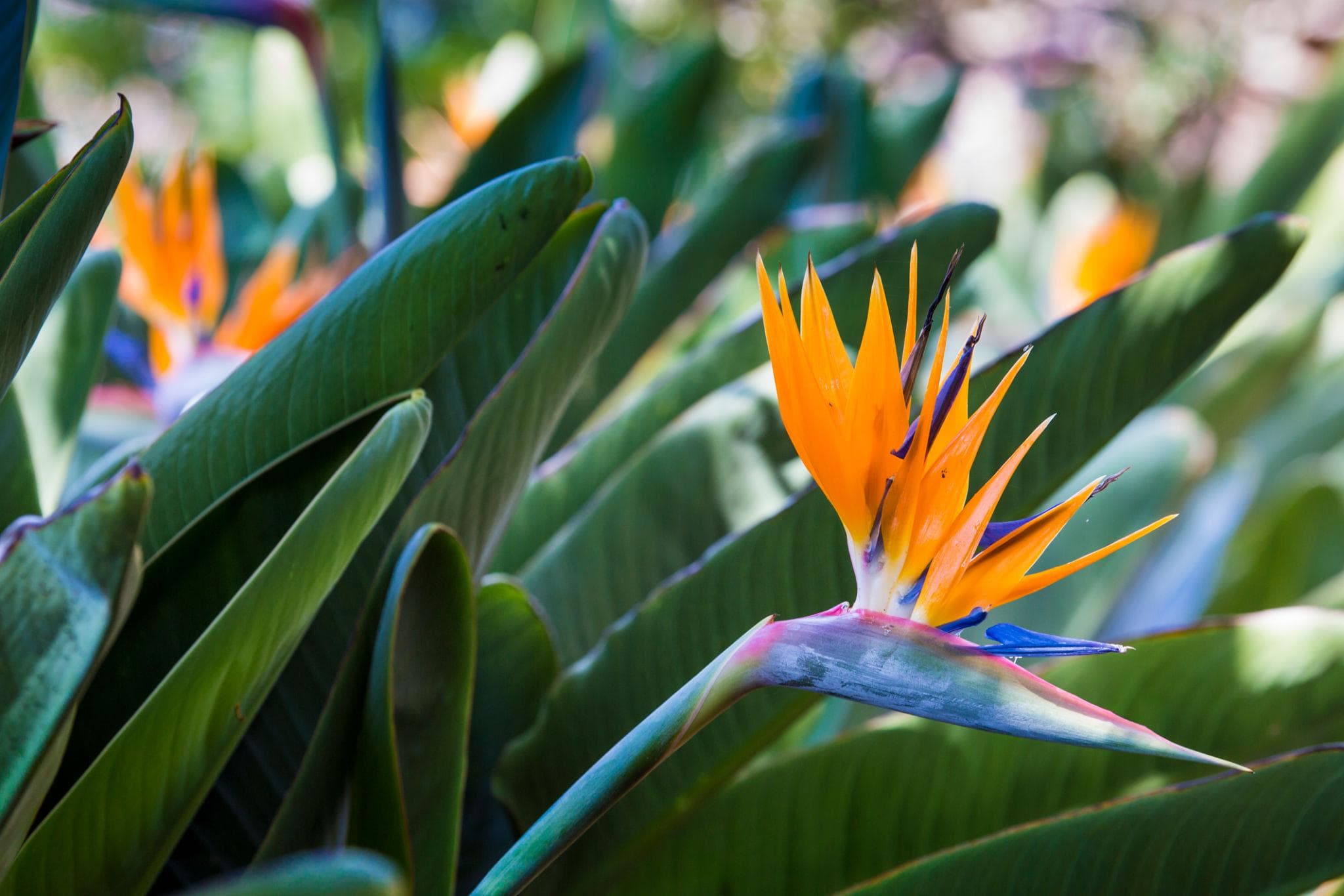 Foto de Ave del Paraíso Strelitzia reginae