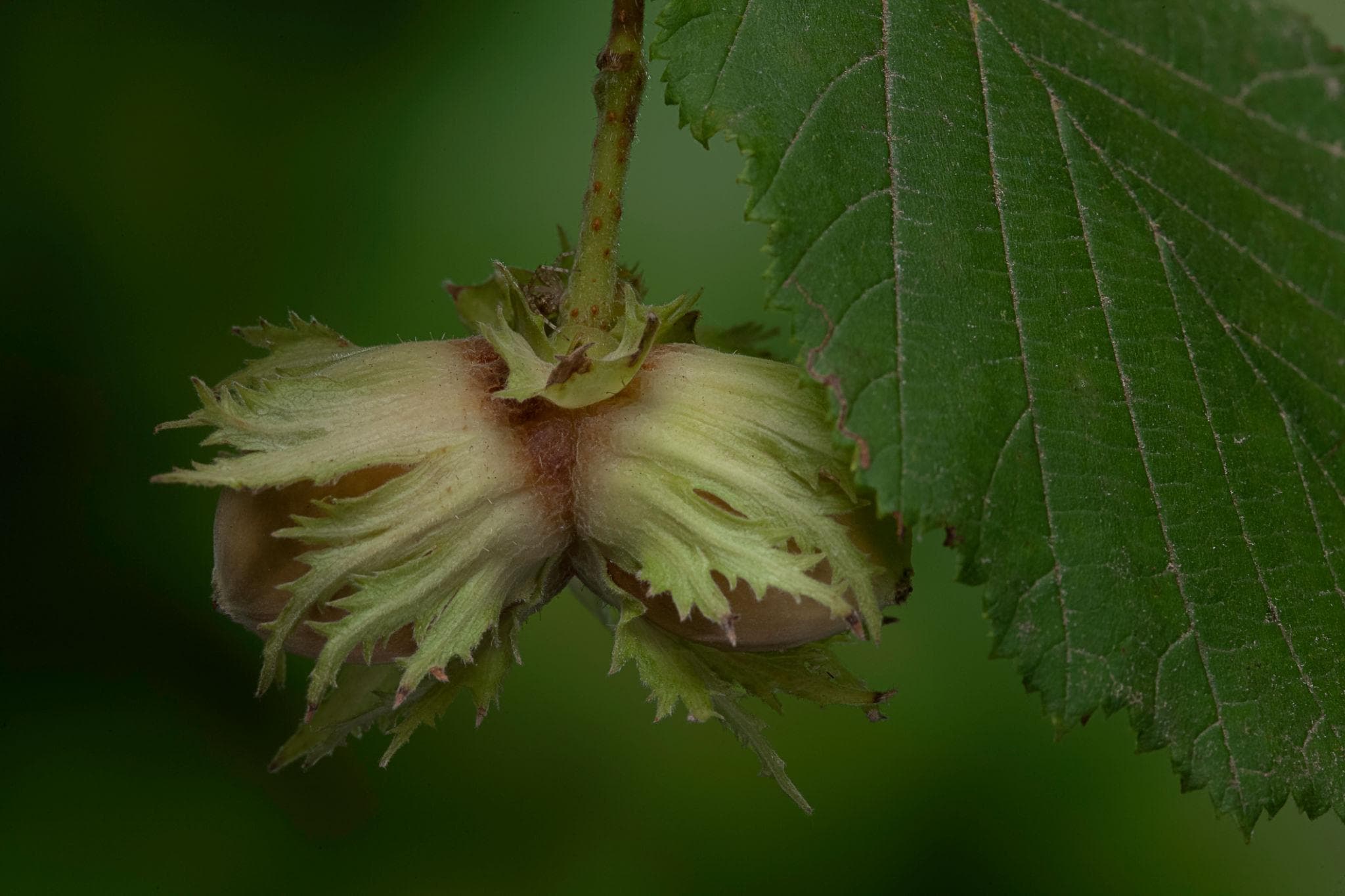 Foto de Avellano Europeo Corylus avellana