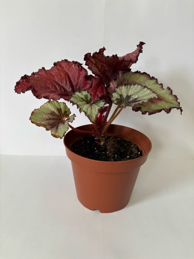Foto de Begonia Crosty