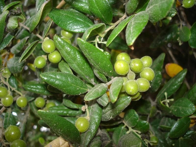 Foto de Boldo Peumus boldus