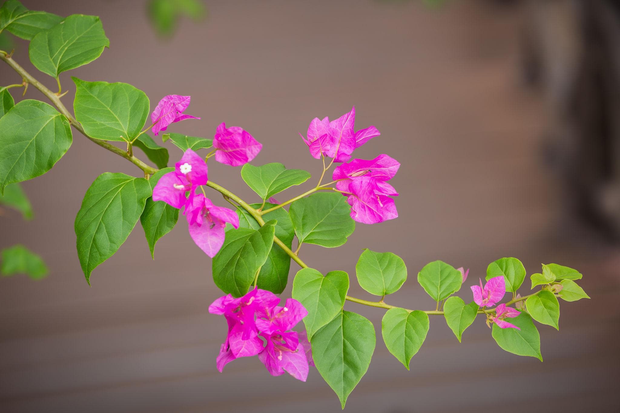 Foto de Buganvilia Bougainvillea spp.