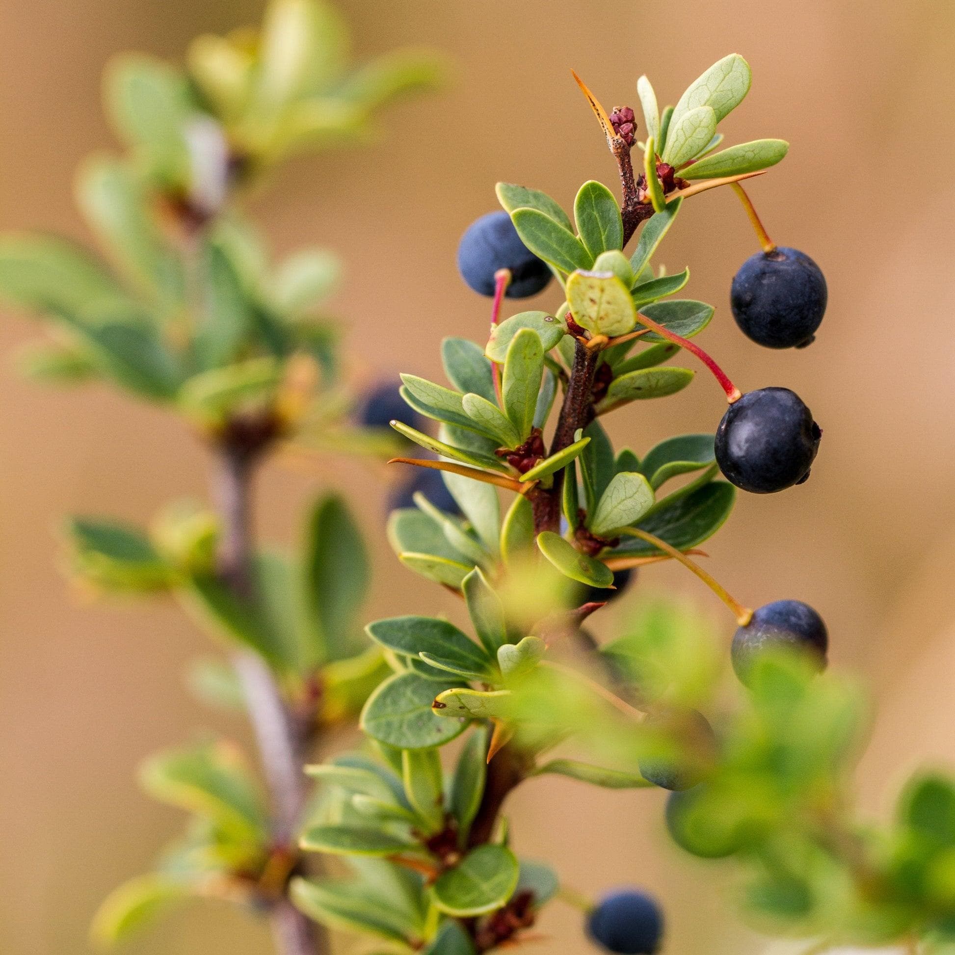 Foto de Calafate Berberis microphylla