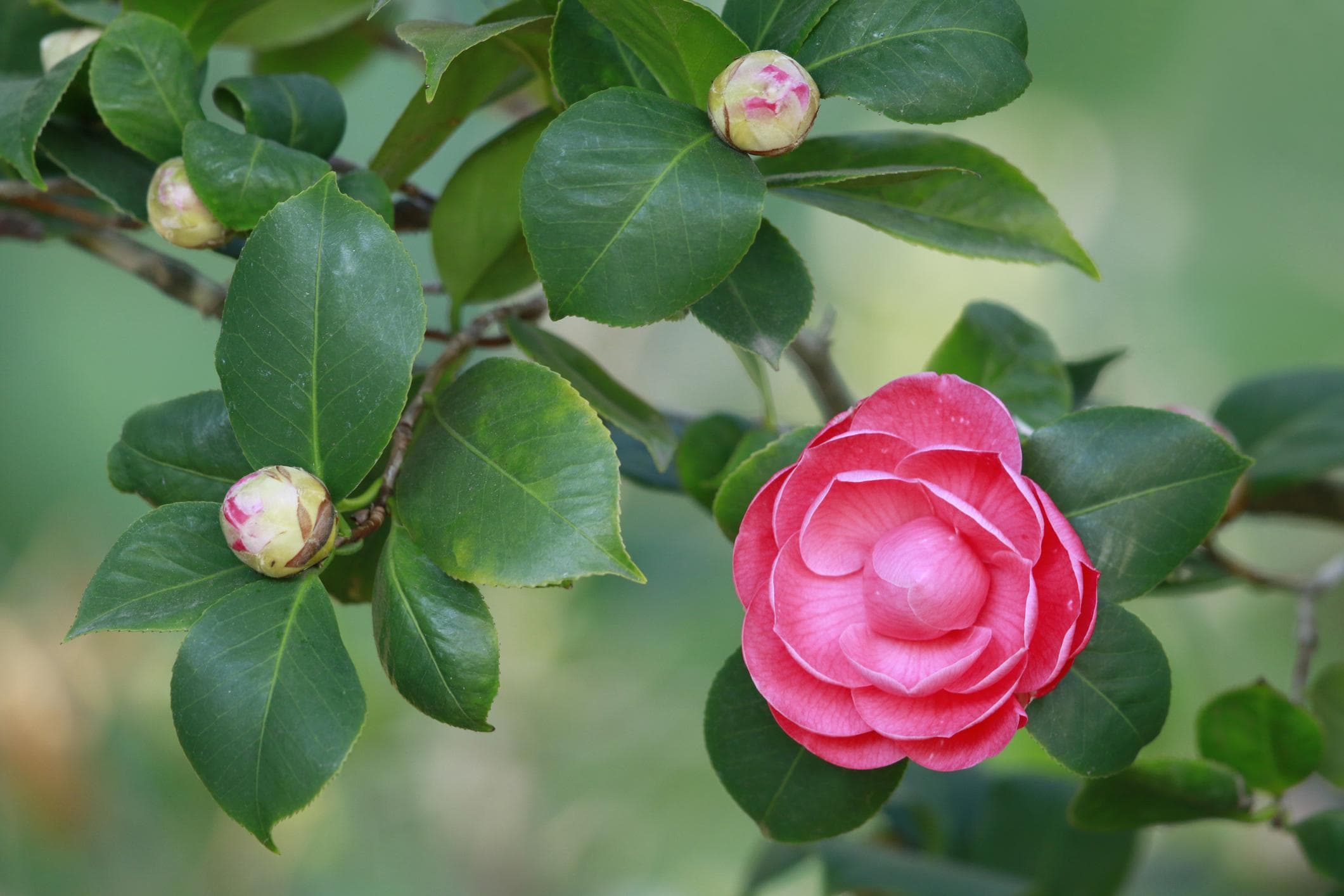 Foto de Camelia Camellia japonica