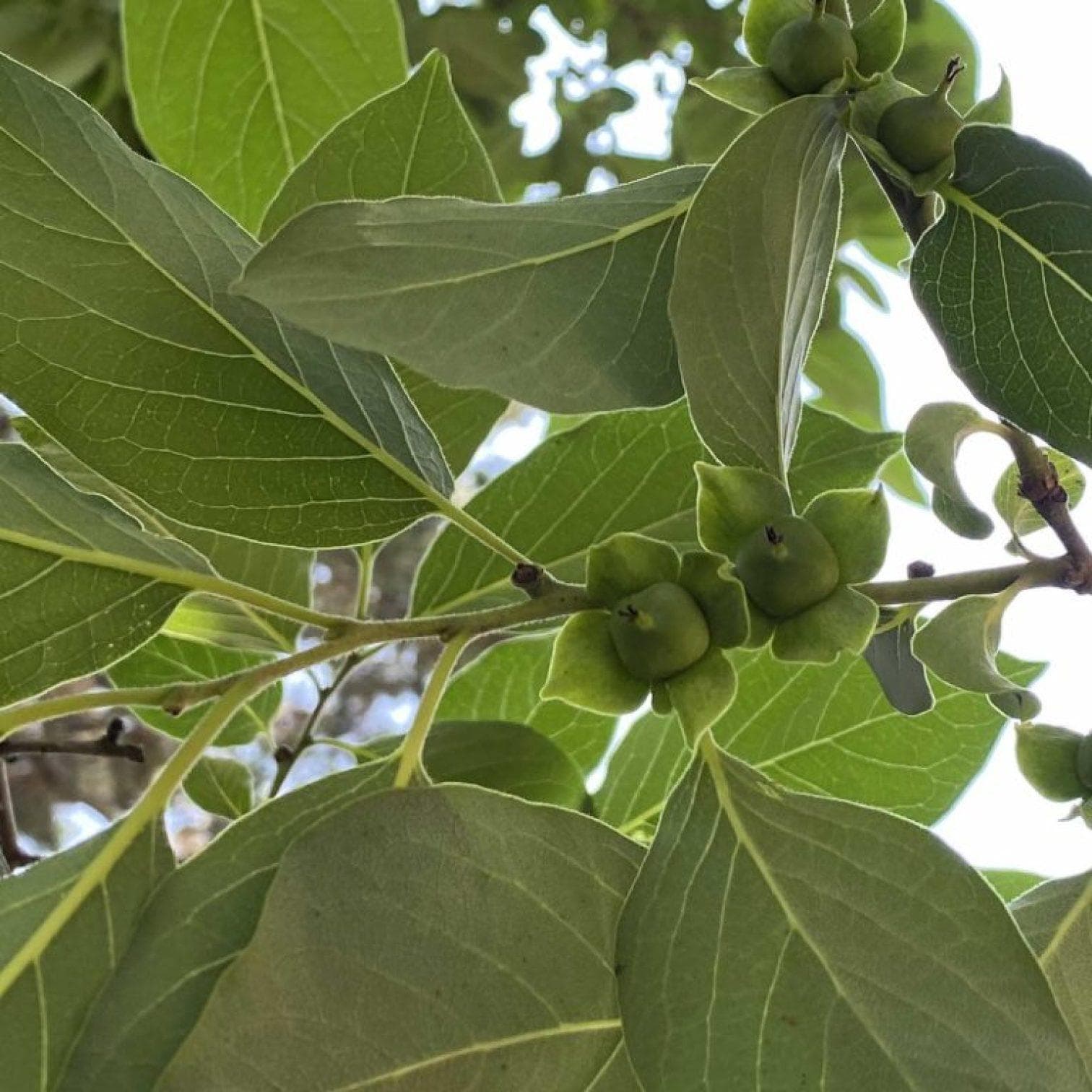 Foto de Caqui Americano / Persimón Diospyros virginiana