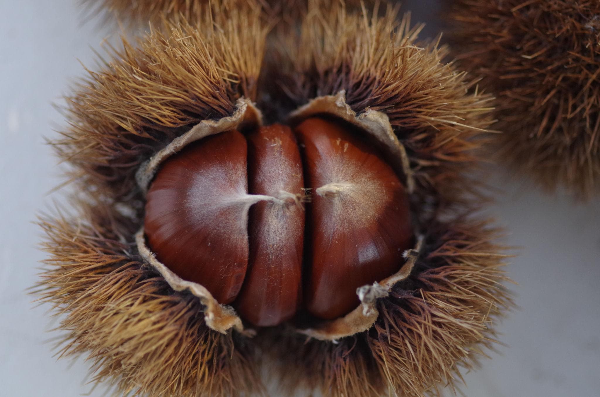 Foto de Castaño Castanea sativa