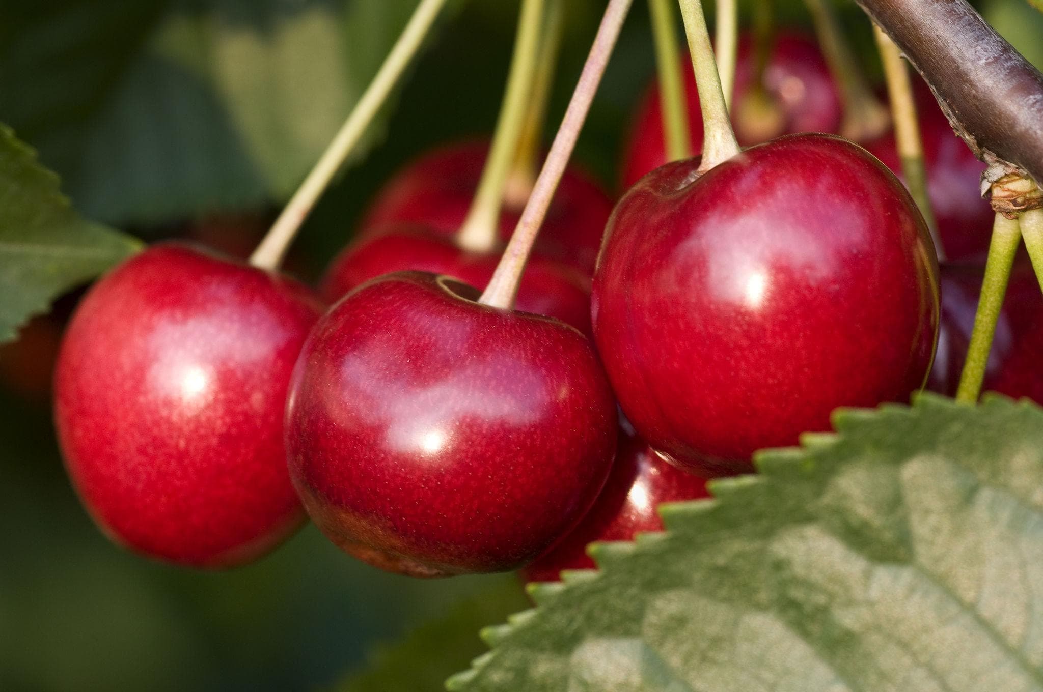 Foto de Cerezo Prunus avium