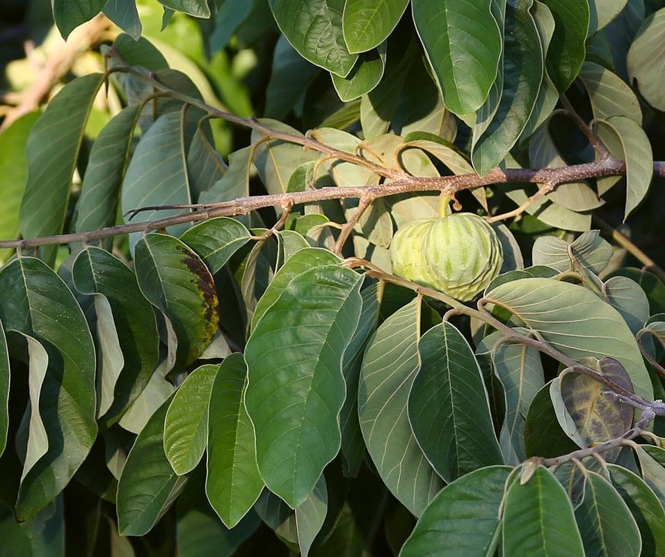Foto de Chirimoyo Annona cherimola