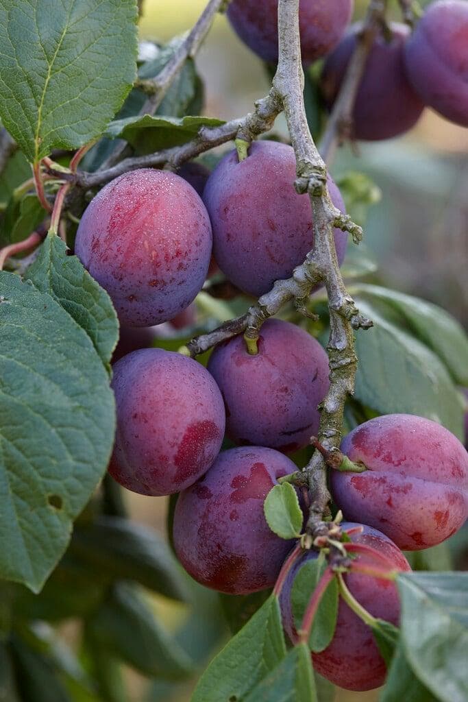 Foto de Ciruelo Prunus domestica / Prunus salicina