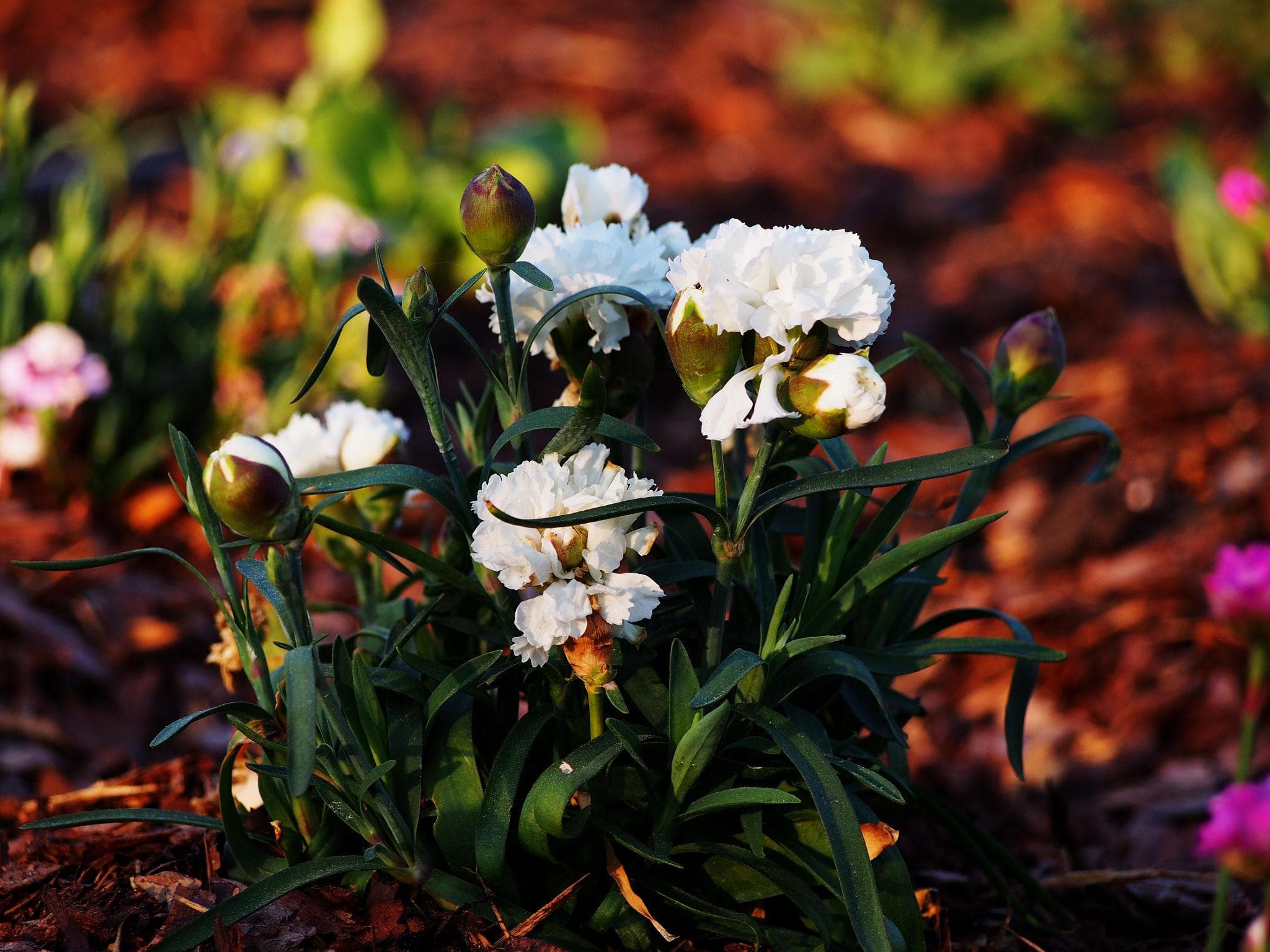 Foto de Clavel Dianthus caryophyllus