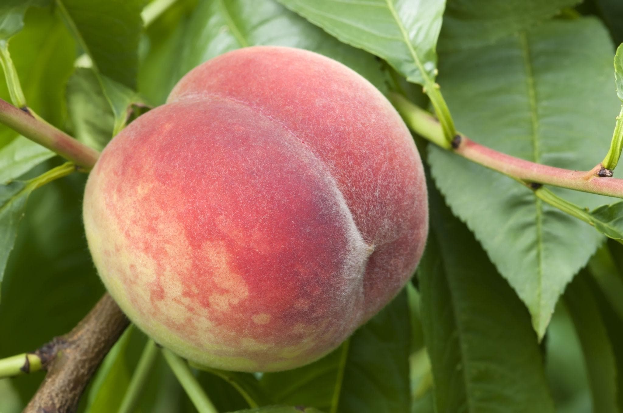 Foto de Duraznero Prunus persica