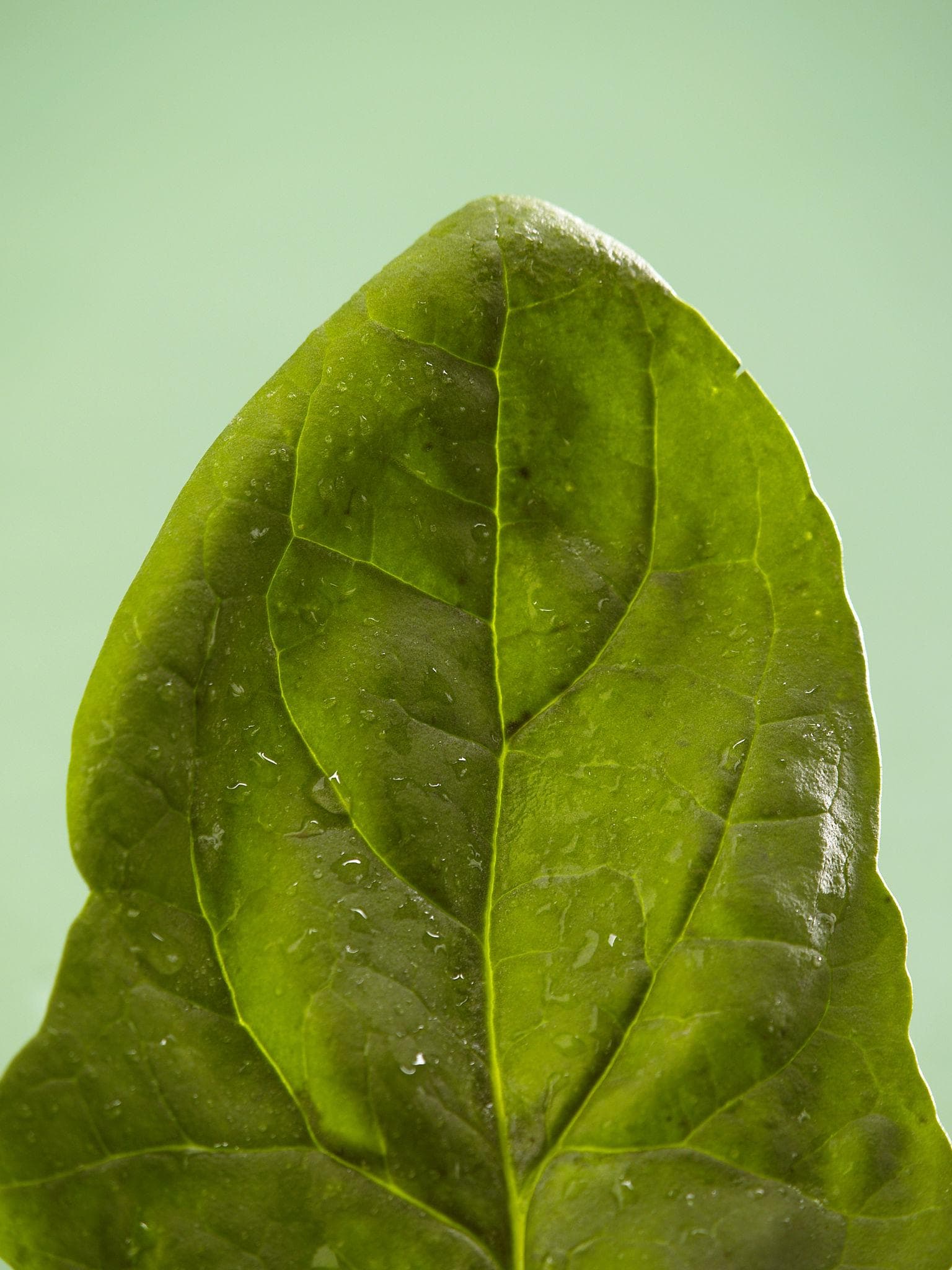 Foto de Espinaca Spinacia oleracea