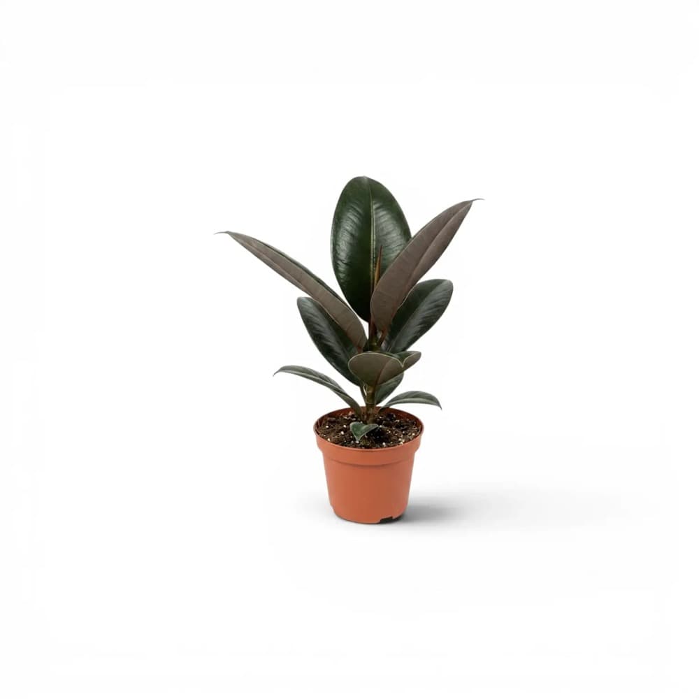 Foto de Ficus Elastica