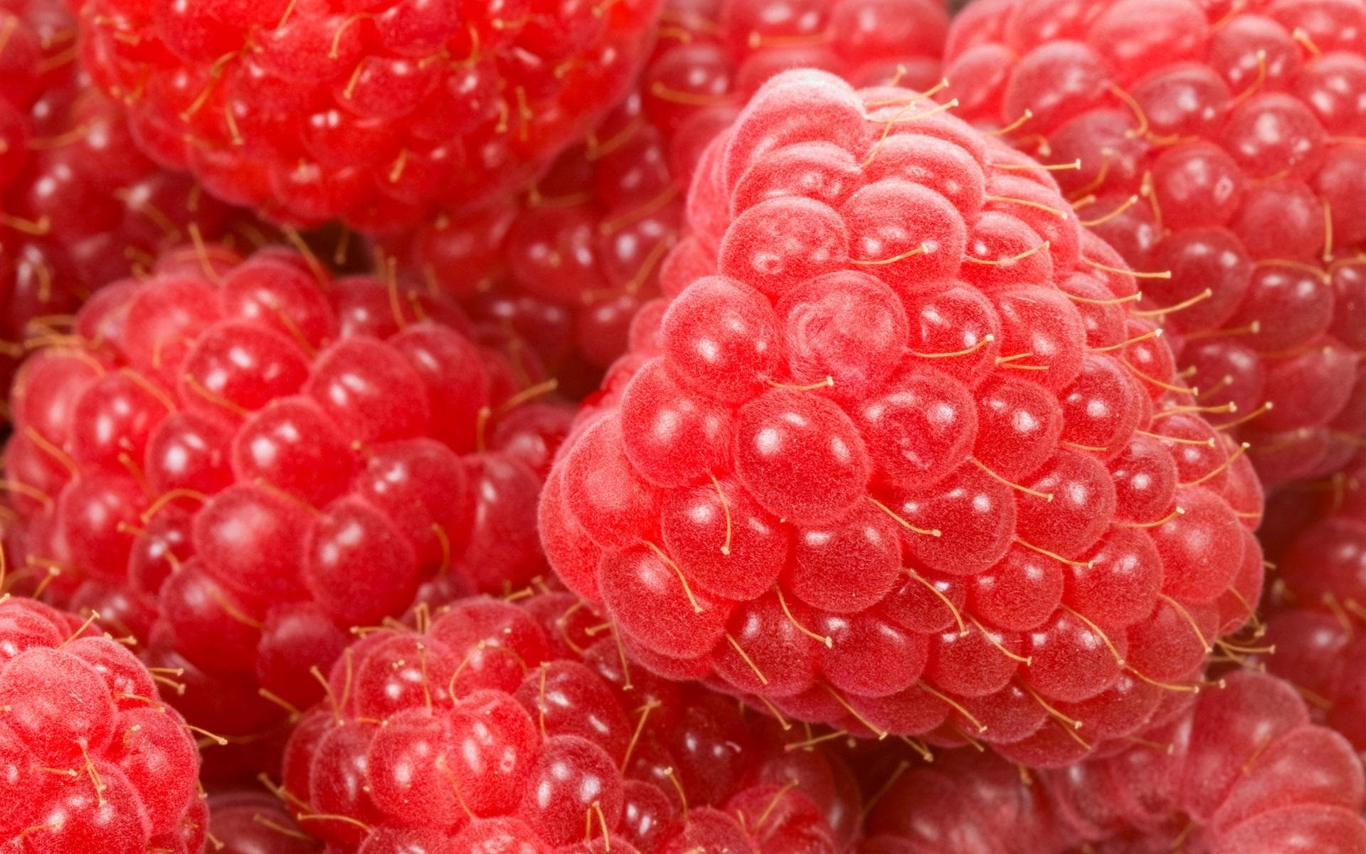Foto de Frambueso Rubus idaeus
