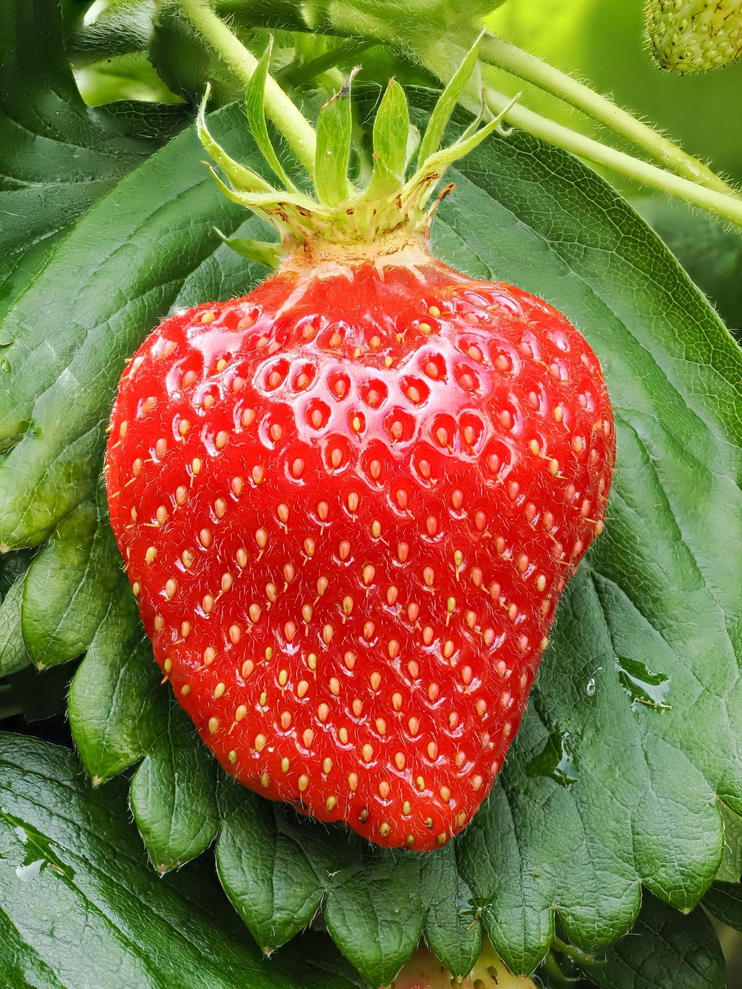 Foto de Frutilla / Fresa Fragaria x ananassa