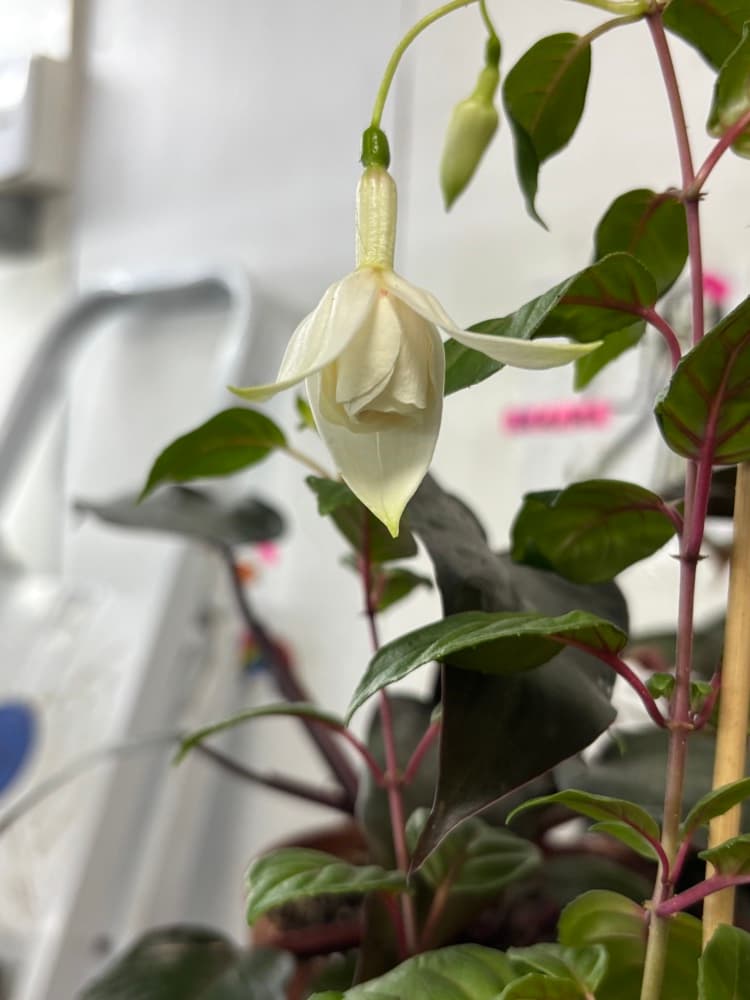 Foto de Fucsia Bailarina