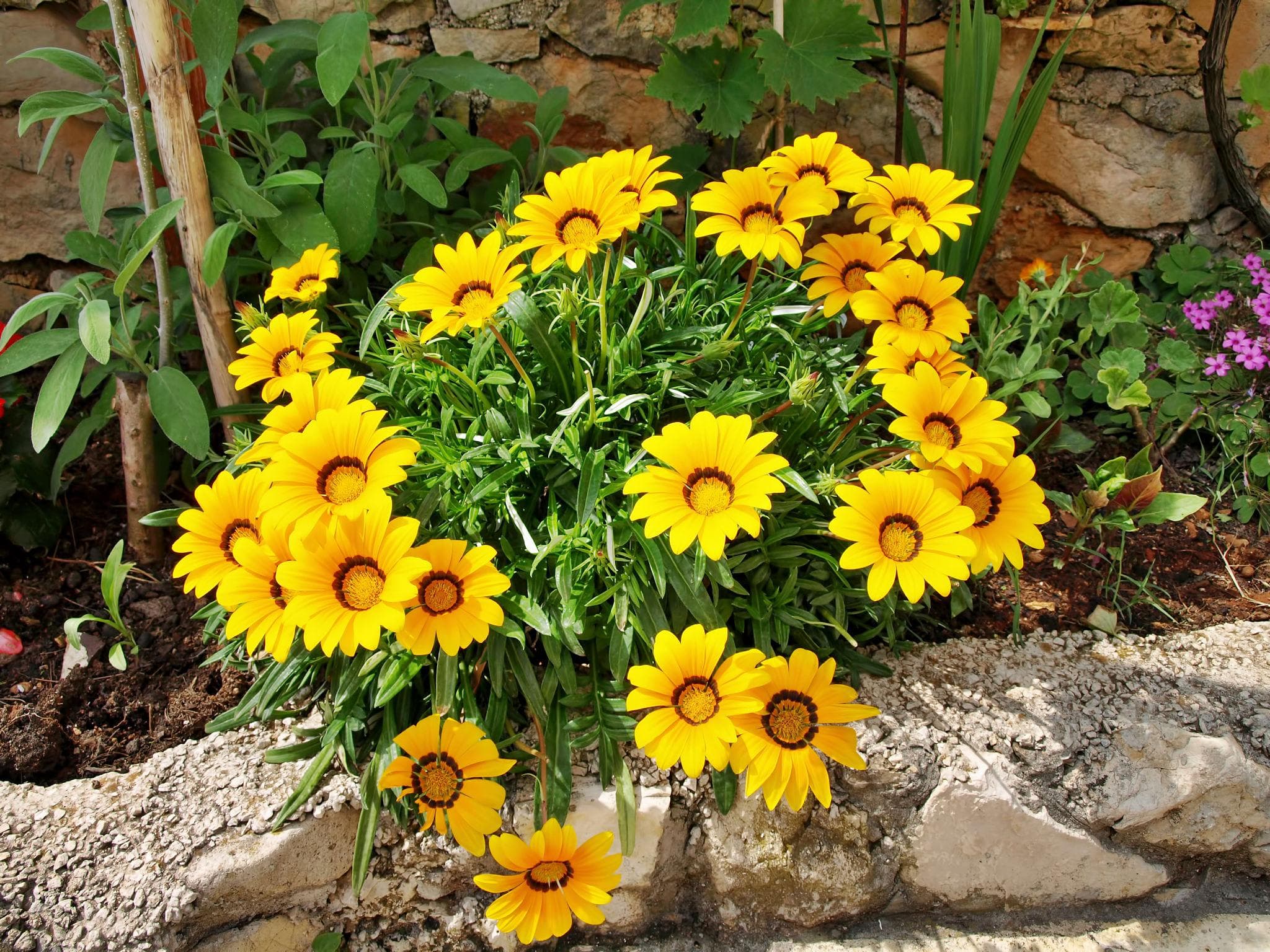 Foto de Gazania Gazania rigens