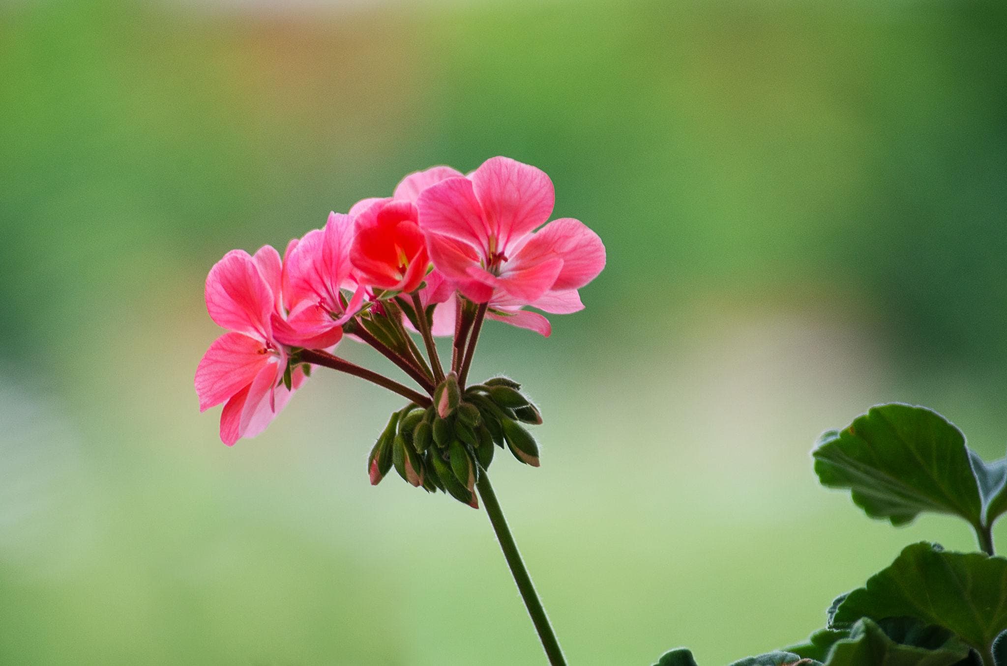 Foto de Geranio Pelargonium spp.