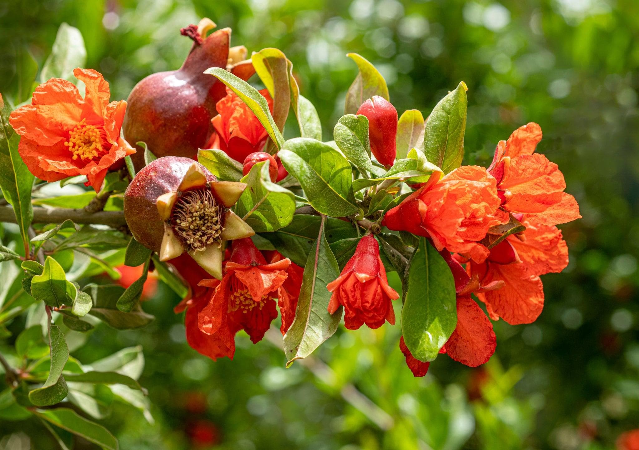 Foto de Granado Punica granatum