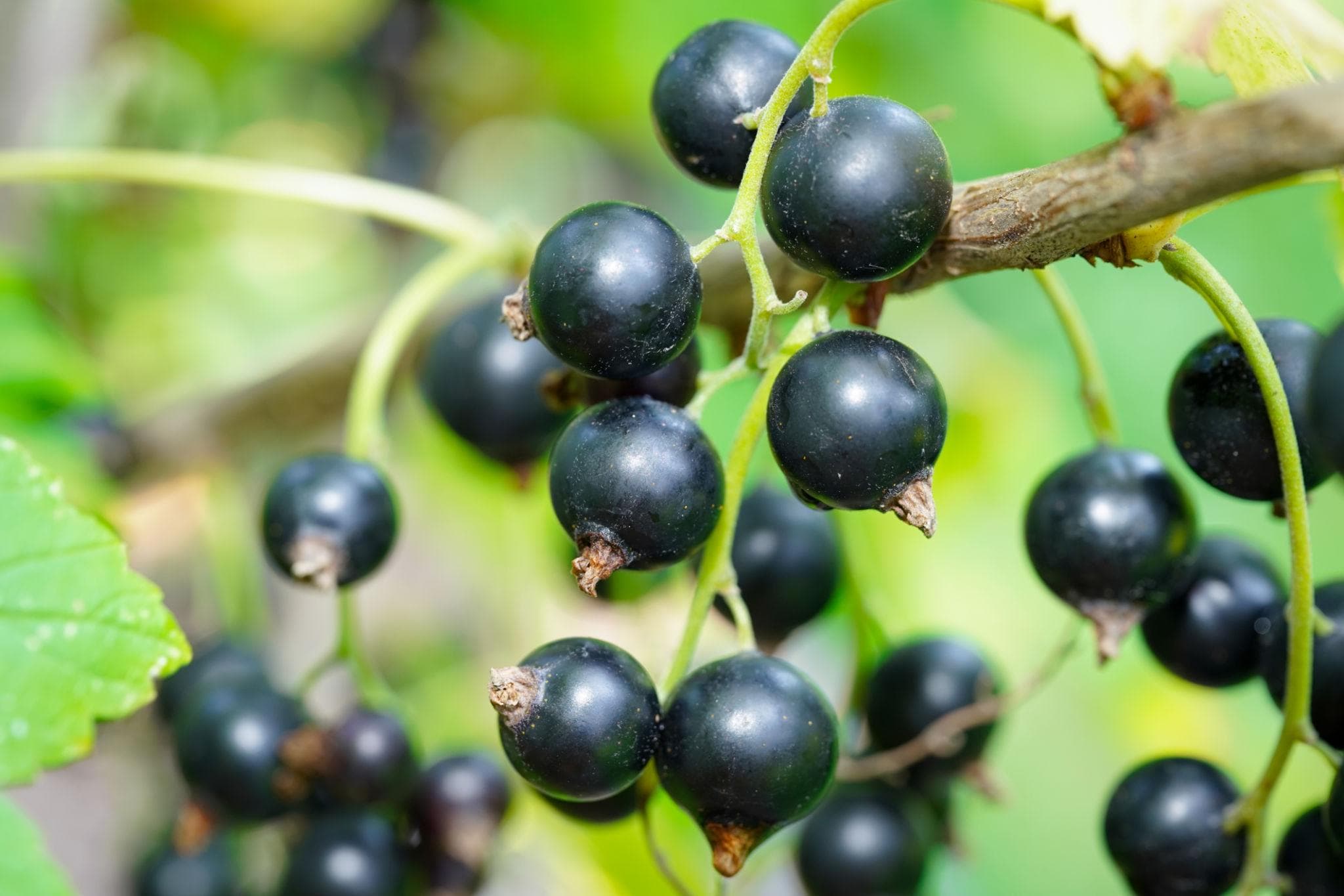 Foto de Grosellero Negro Ribes nigrum