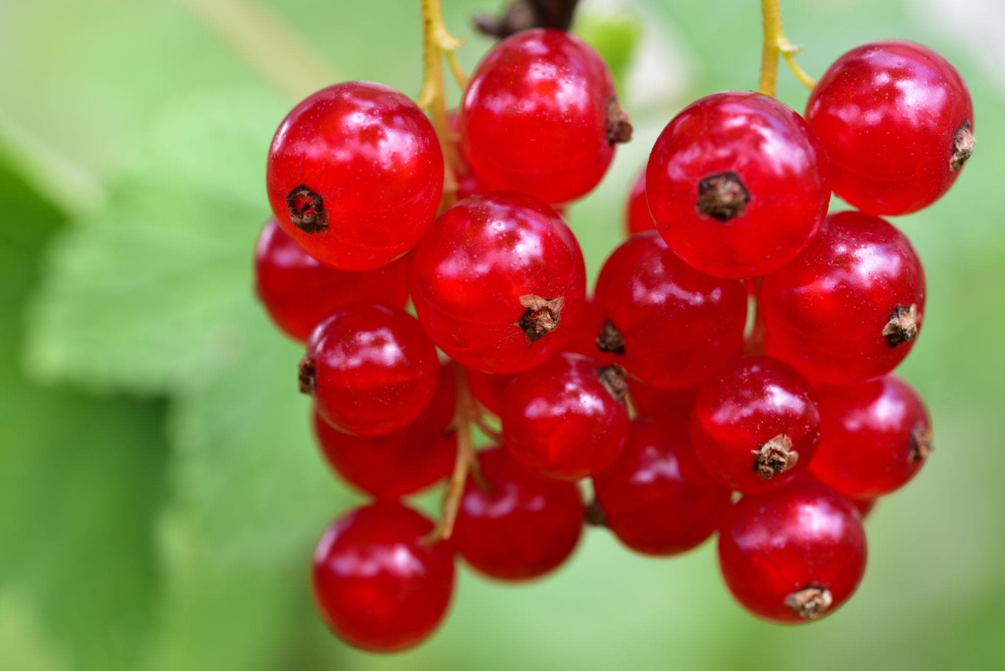 Foto de Grosellero Rojo Ribes rubrum