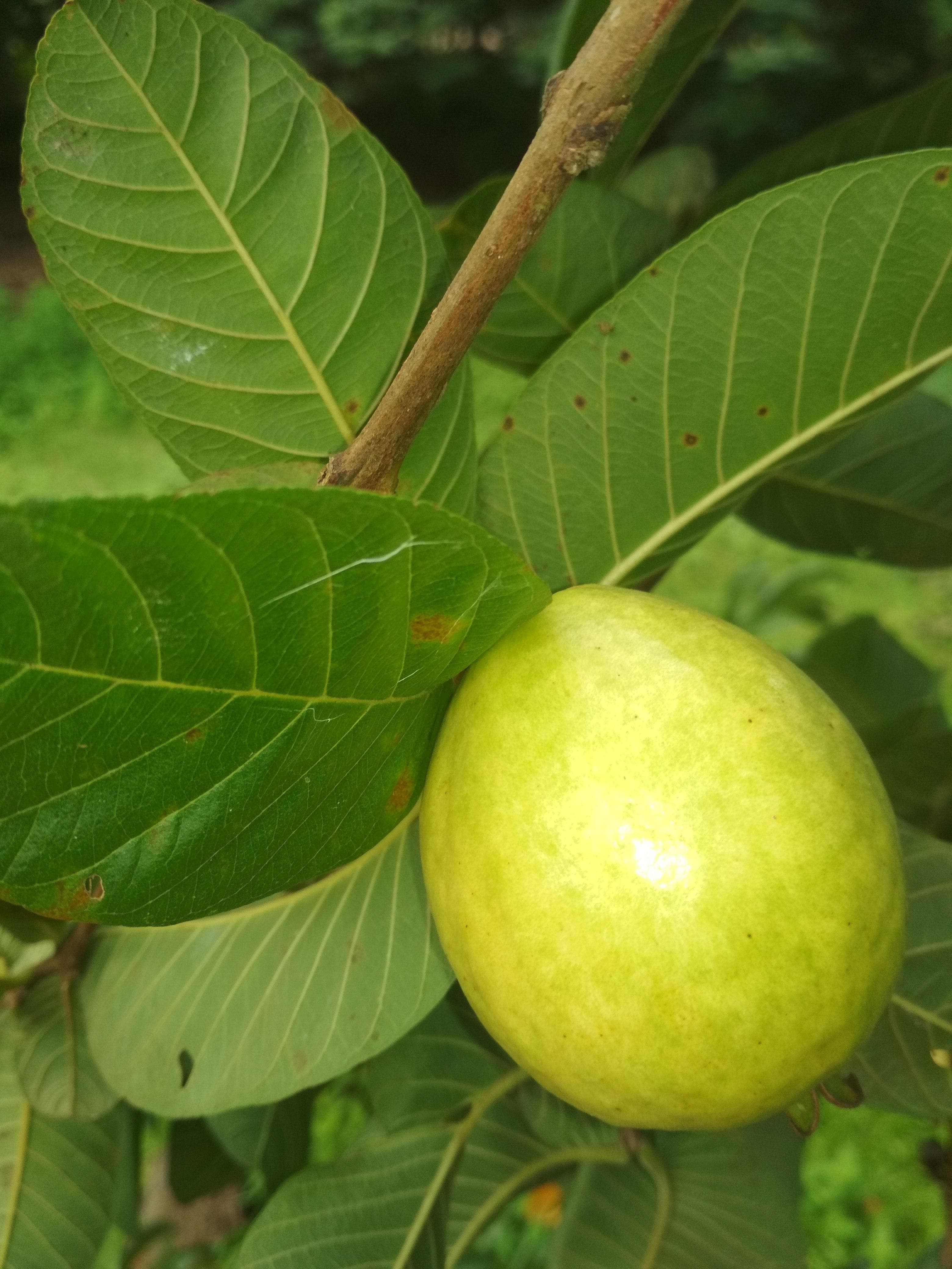 Foto de Guayabo / Guayaba Psidium guajava