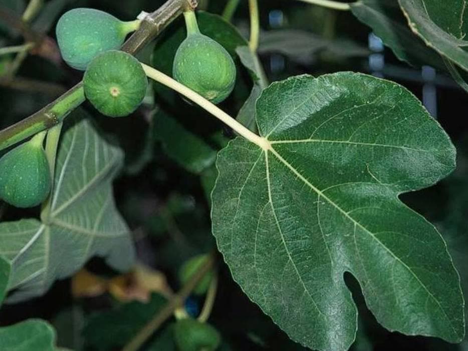Foto de Higuera Ficus carica