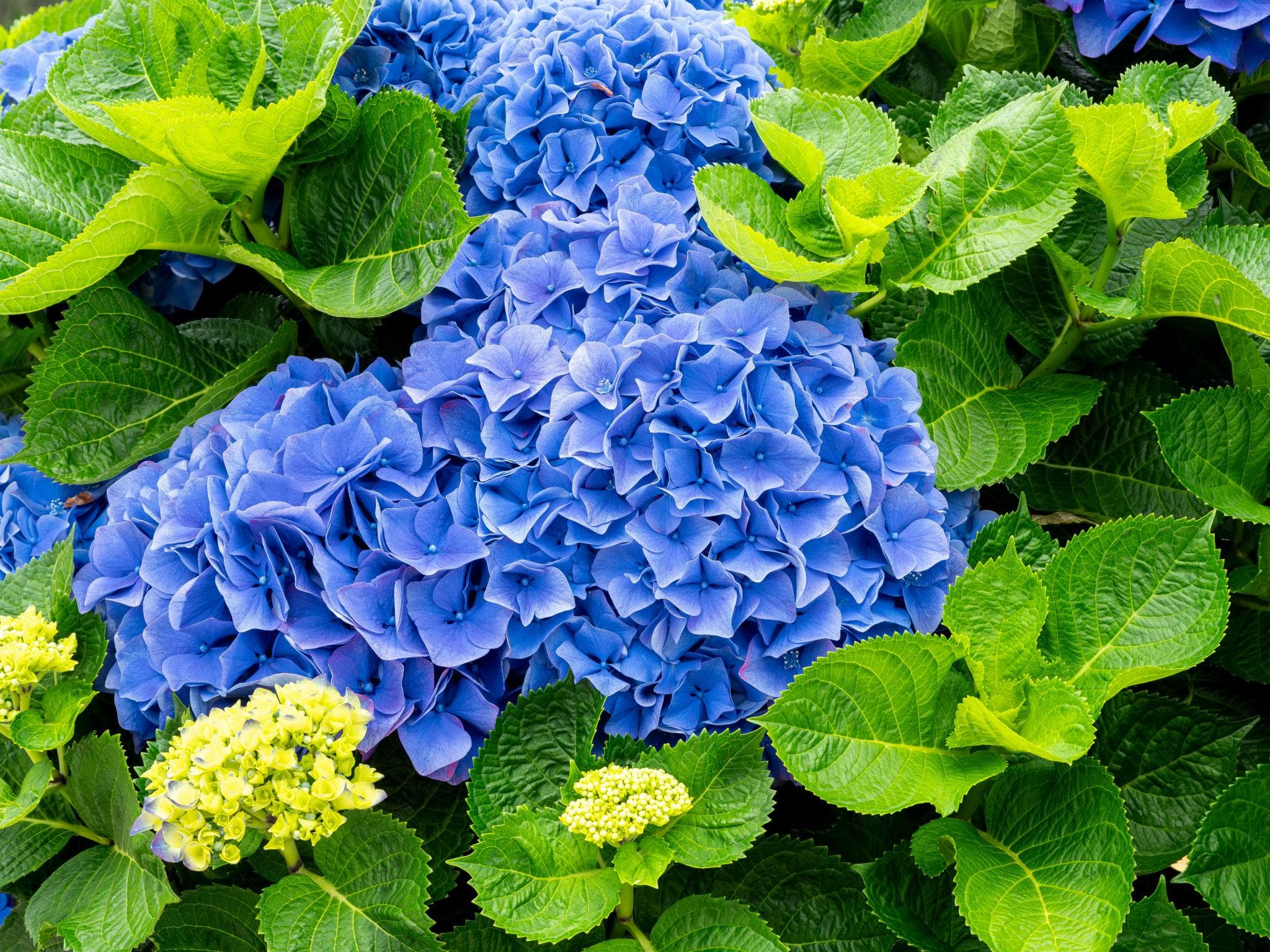 Foto de Hortensia Hydrangea macrophylla
