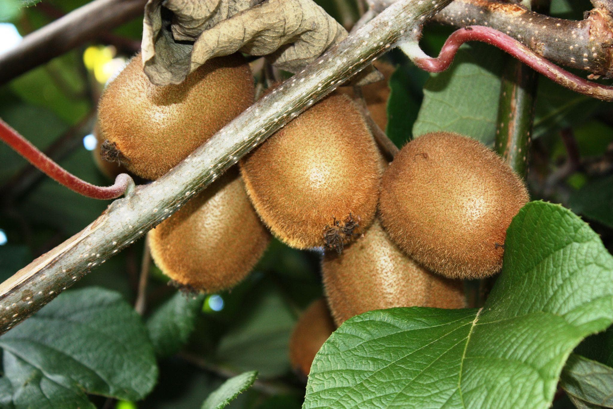 Foto de Kiwi Actinidia deliciosa