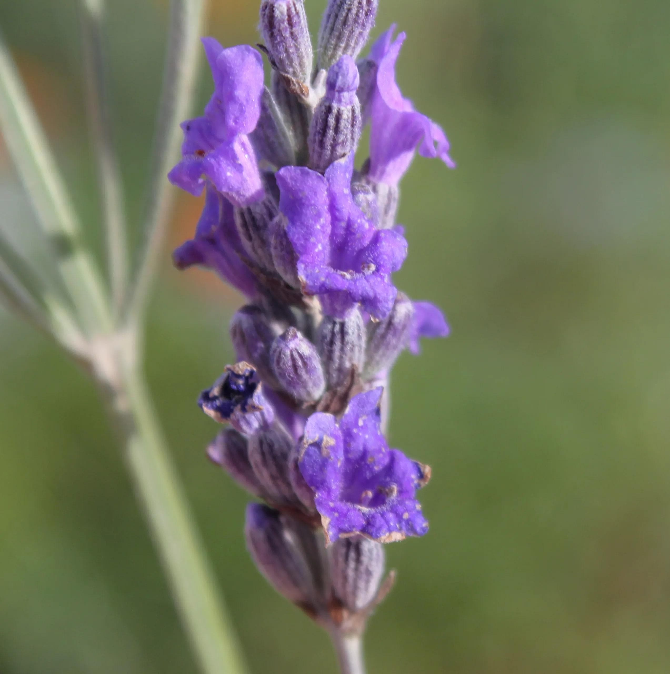 Foto de Lavanda Lavandula angustifolia