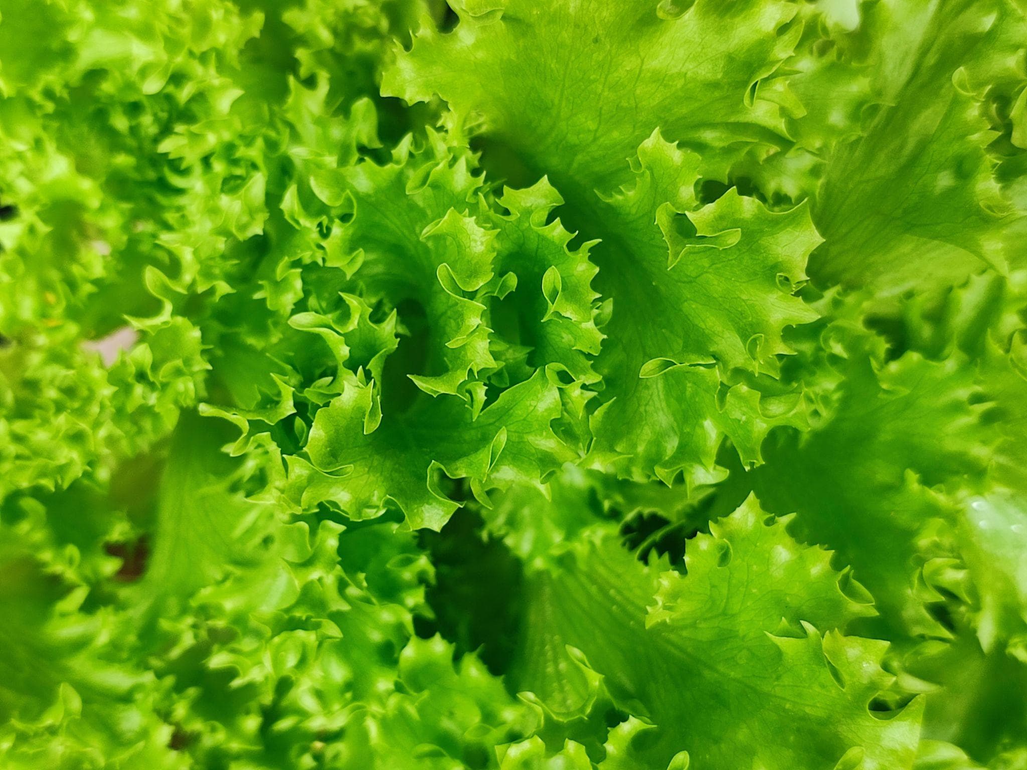 Foto de Lechuga Lactuca sativa