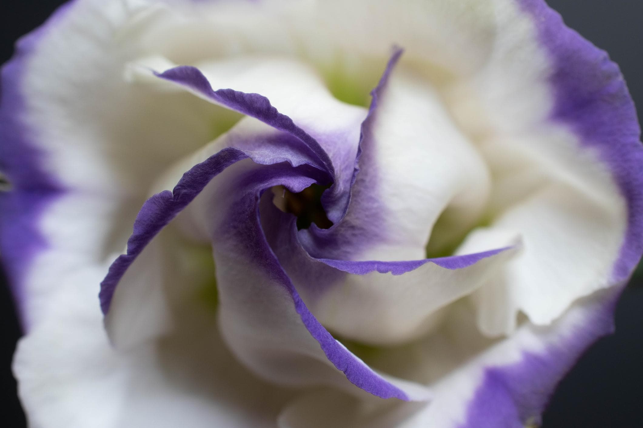 Foto de Lisianthus Eustoma grandiflorum