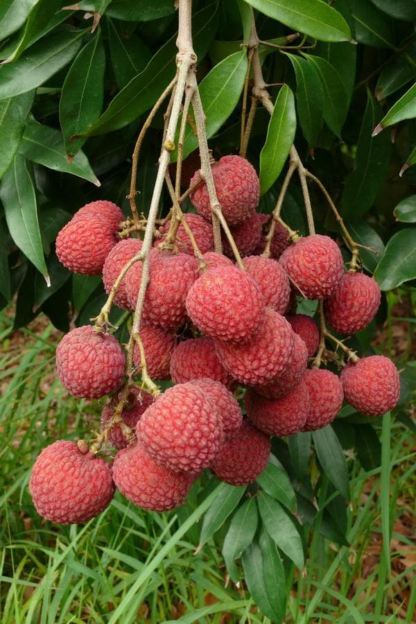 Foto de Litchi / Lichi Litchi chinensis