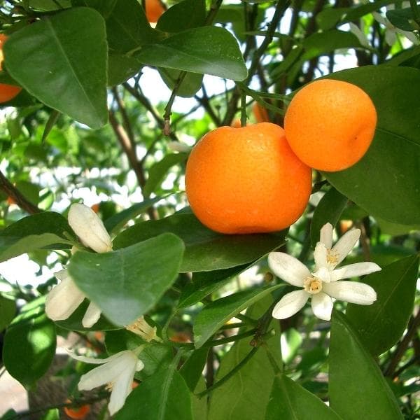 Foto de Naranjo Mandarino / Mandarino Citrus reticulata
