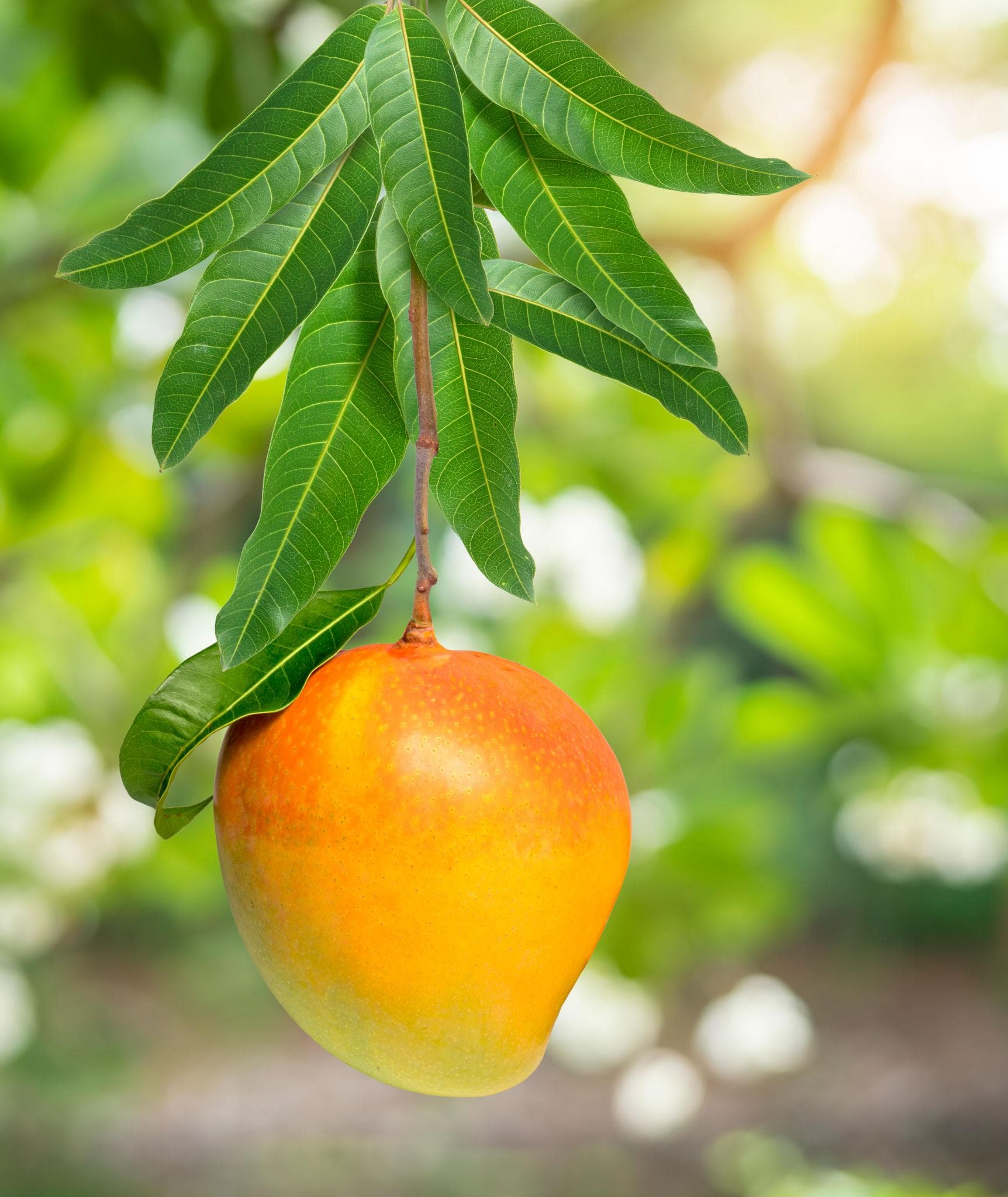 Foto de Mango Mangifera indica