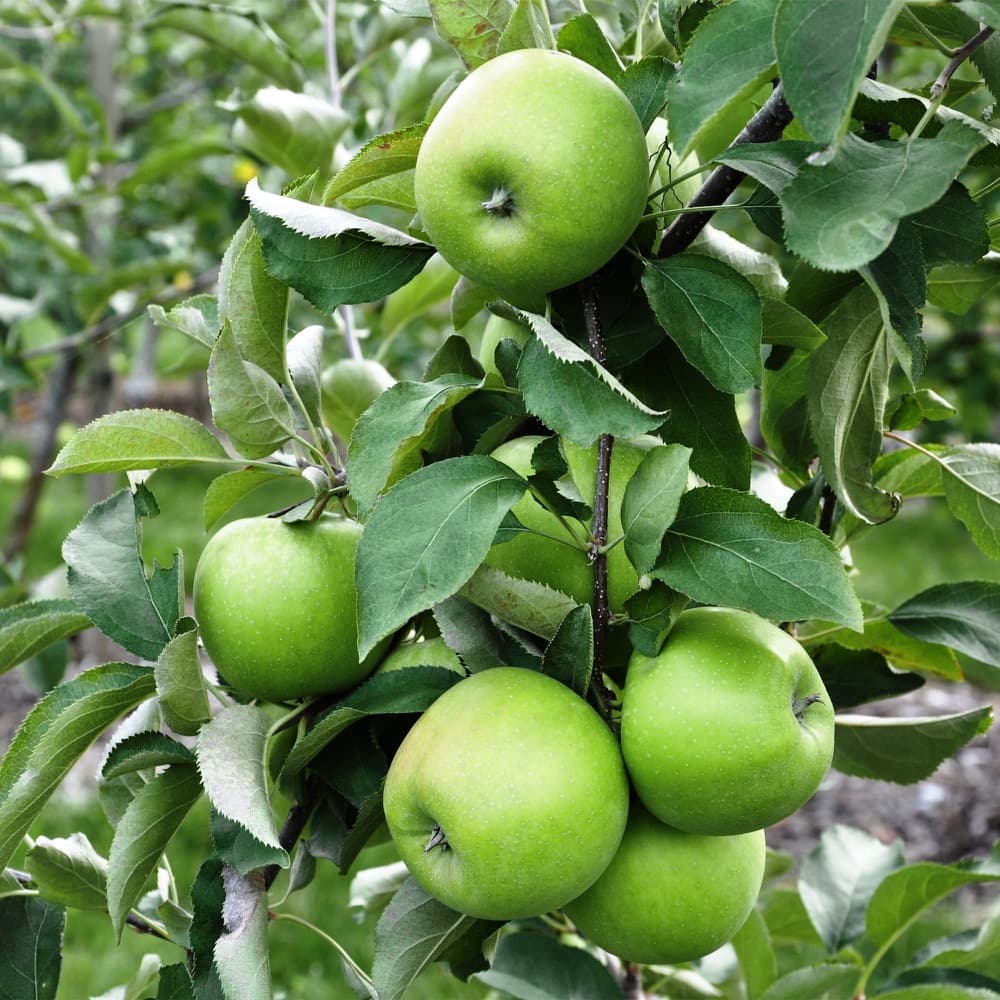 Foto de Manzano Granny Smith