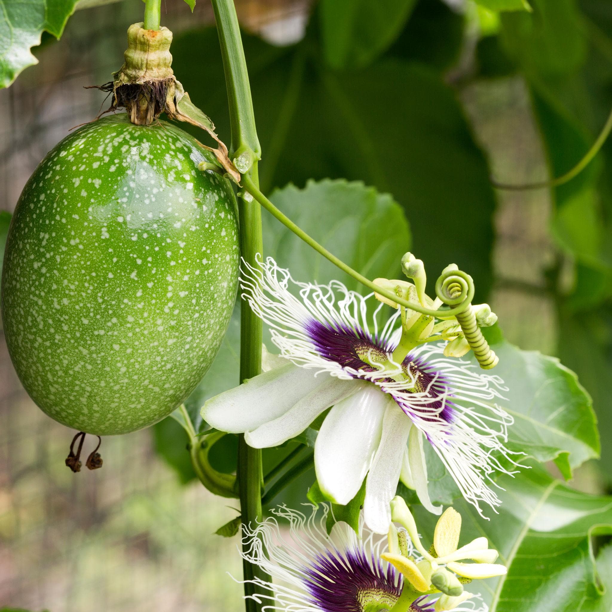Foto de Maracuyá / Fruta de la Pasión Passiflora edulis