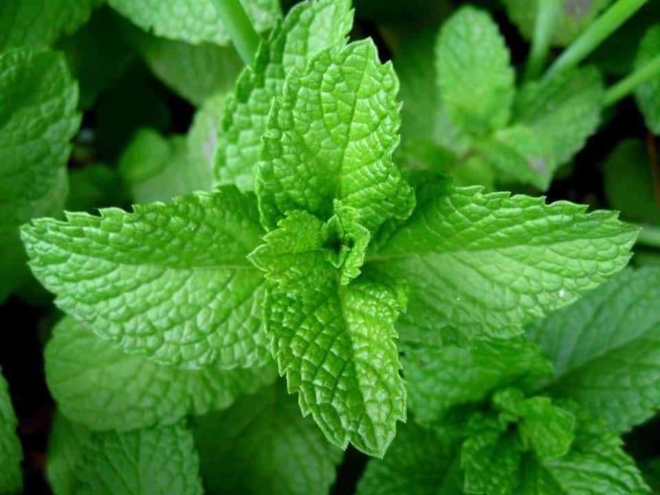 Foto de Menta Mentha x piperita