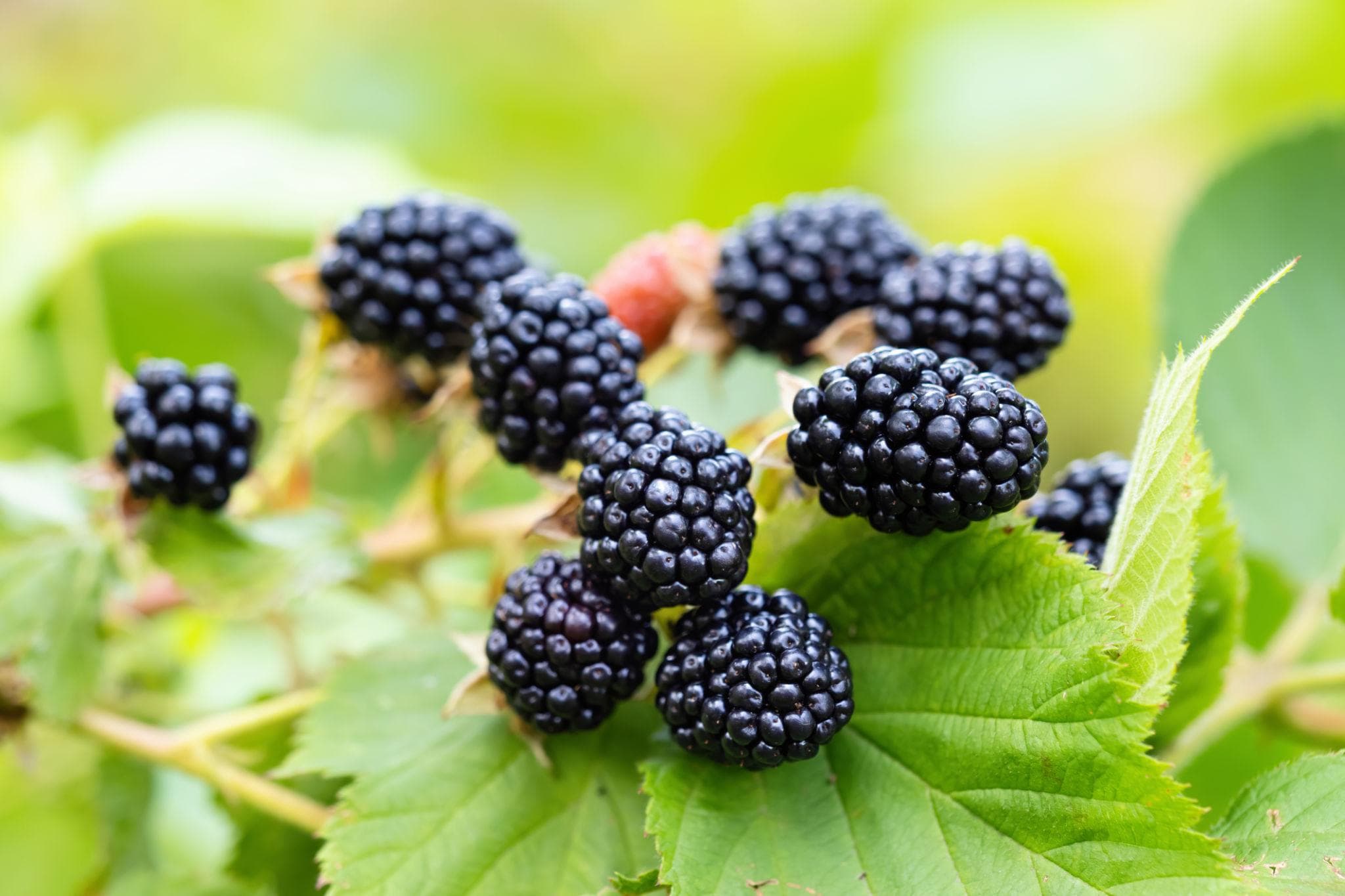 Foto de Mora / Zarzamora Rubus fruticosus