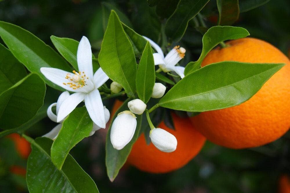 Foto de Naranjo Citrus x sinensis