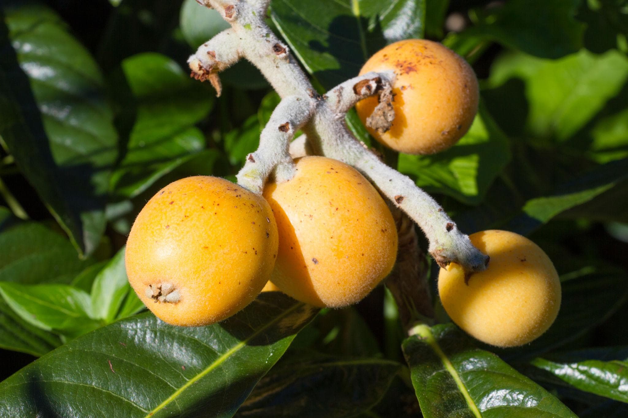 Foto de Níspero del Japón Eriobotrya japonica