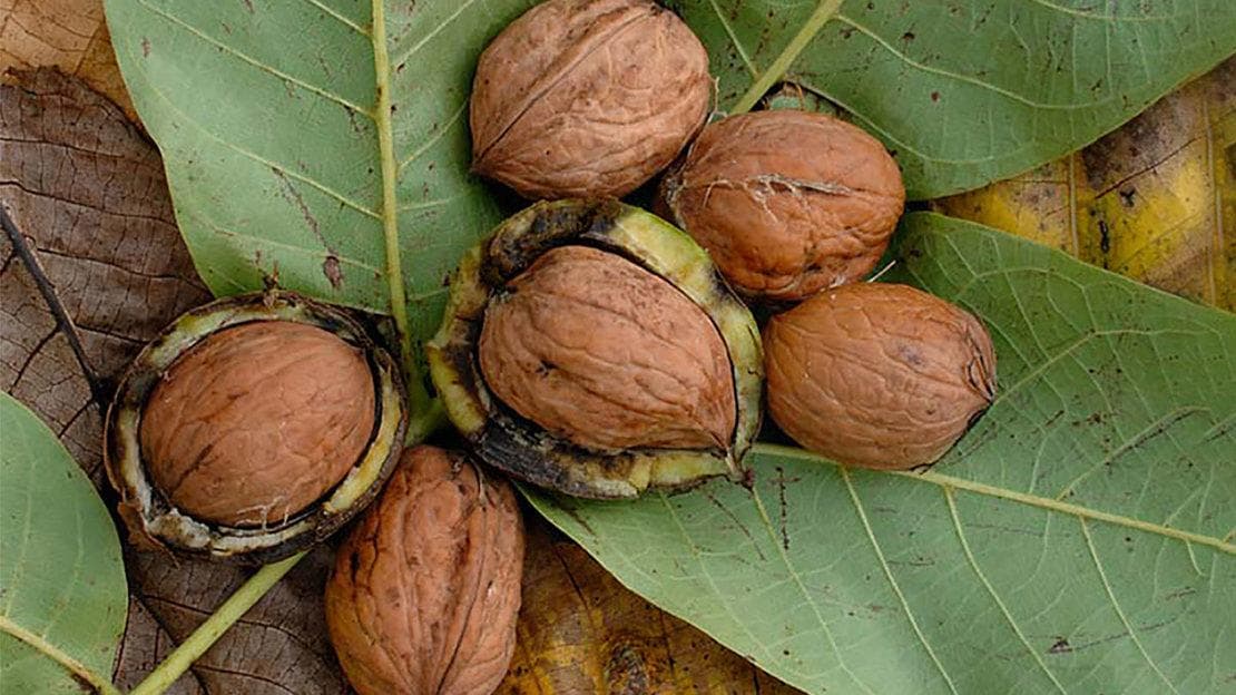 Foto de Nogal Juglans regia