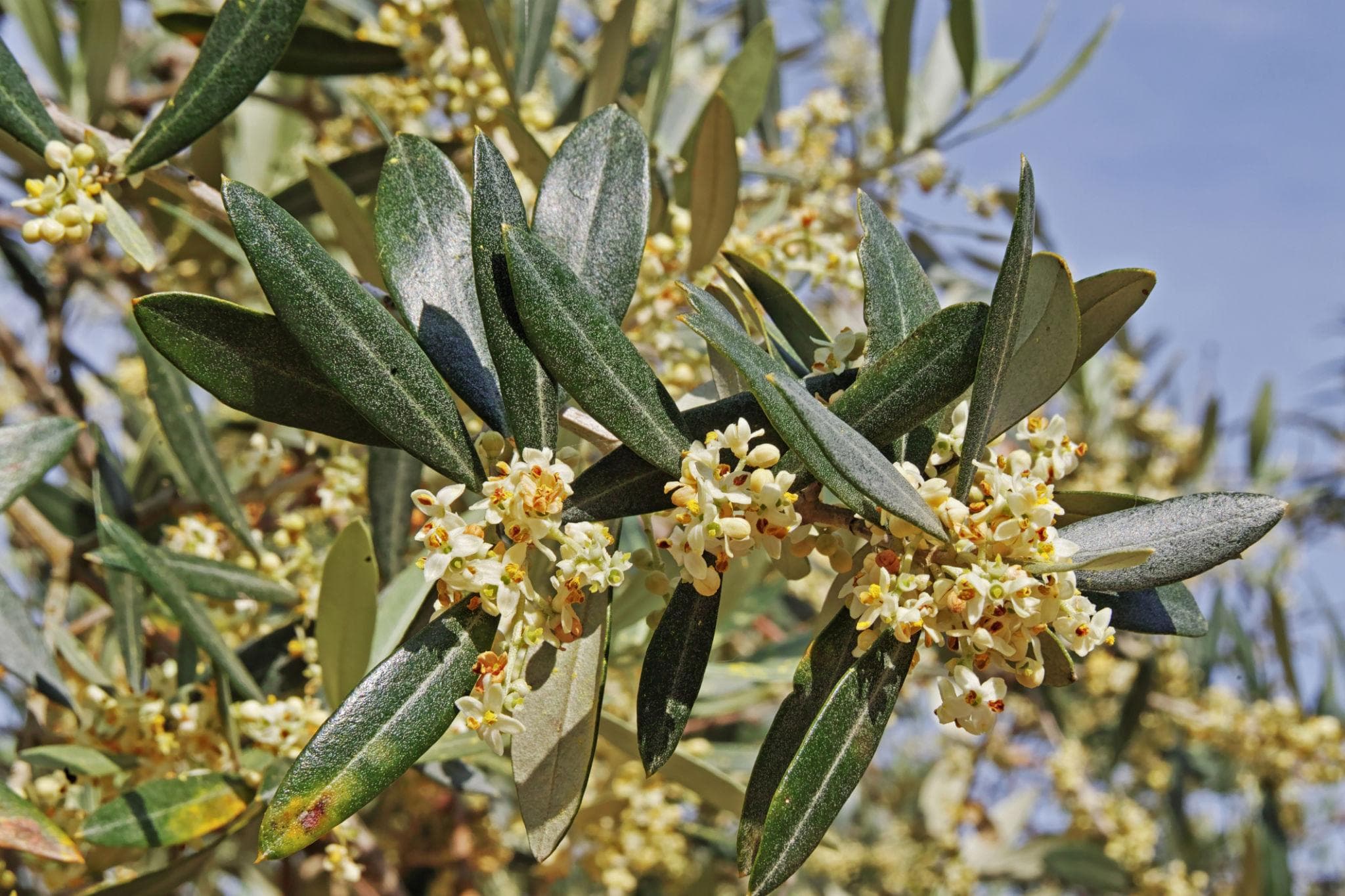 Foto de Olivo Olea europaea