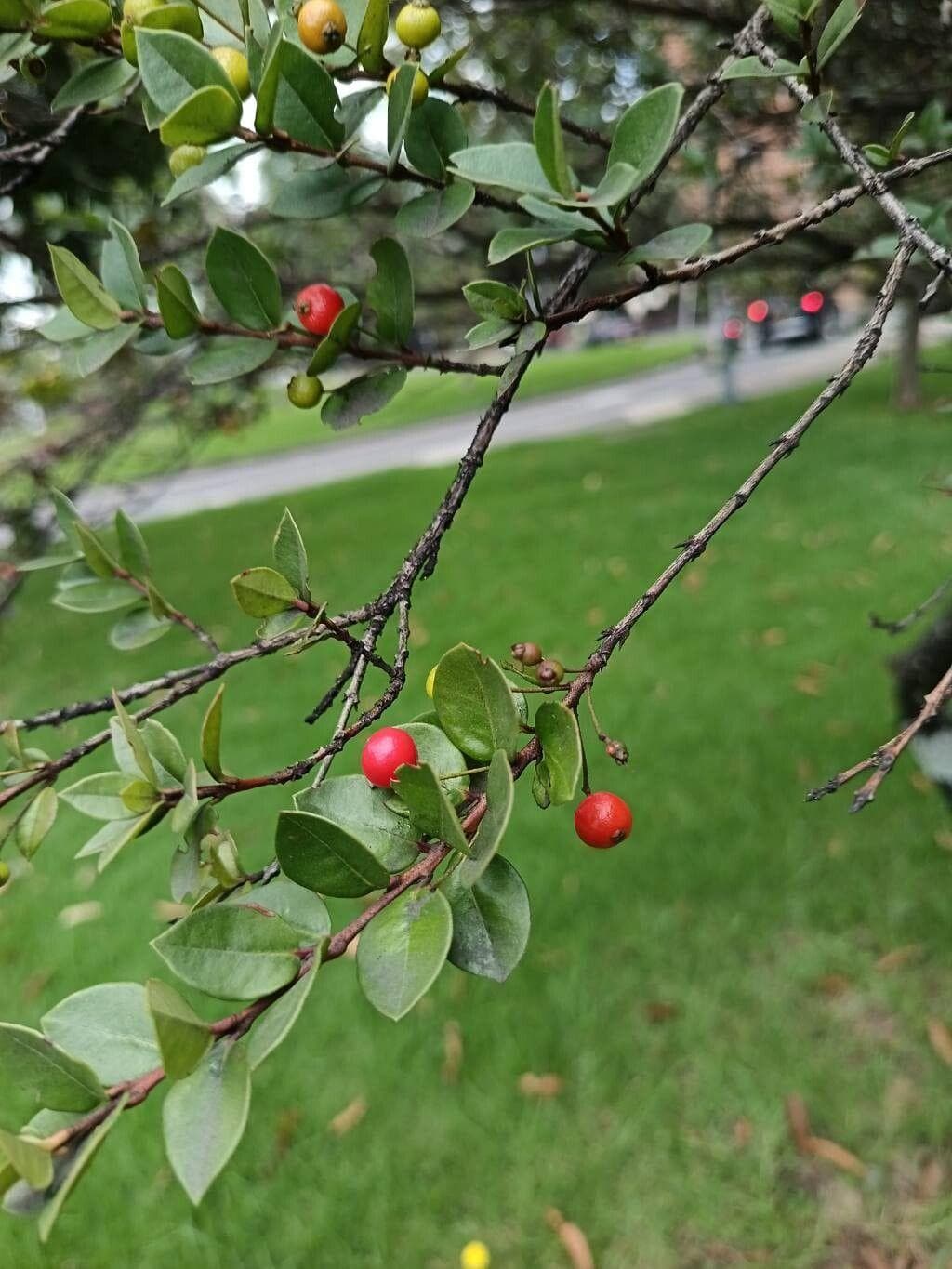 Foto de Pai Pai / Guayabo de Cerco Myrcianthes leucoxyla