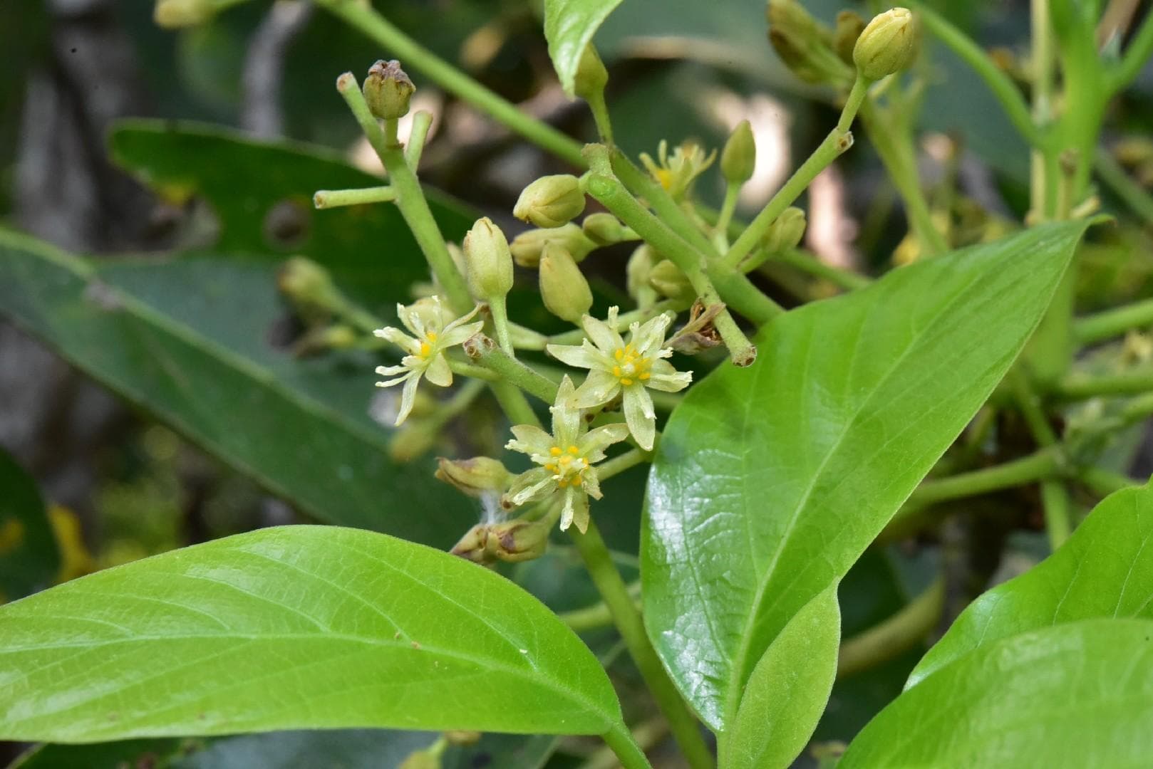 Foto de Palto Persea americana