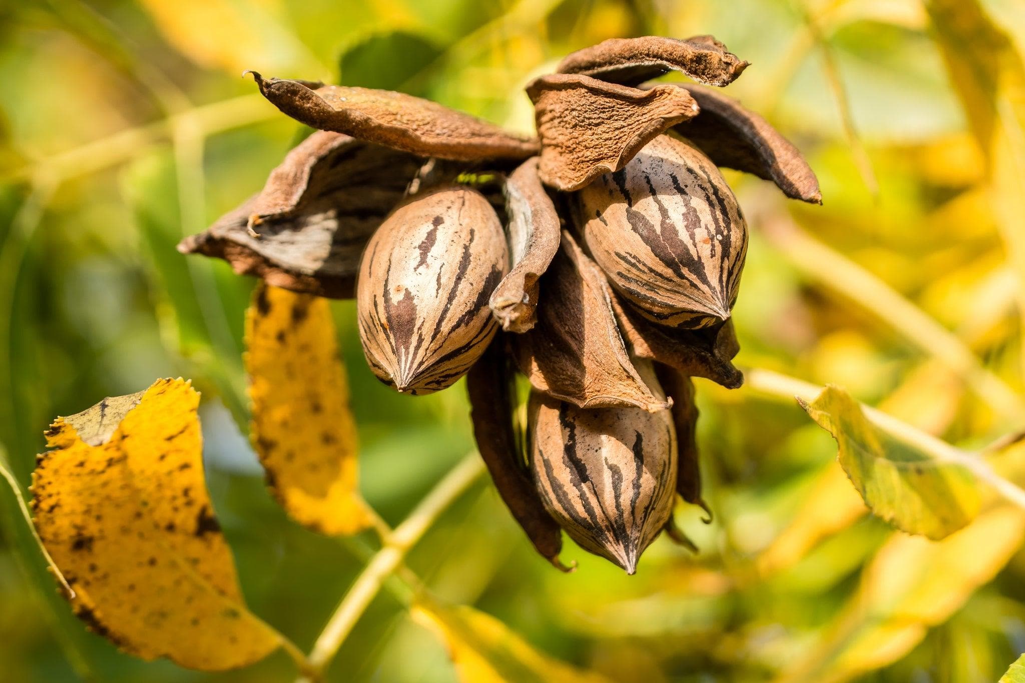 Foto de Pecano / Pacana Carya illinoinensis