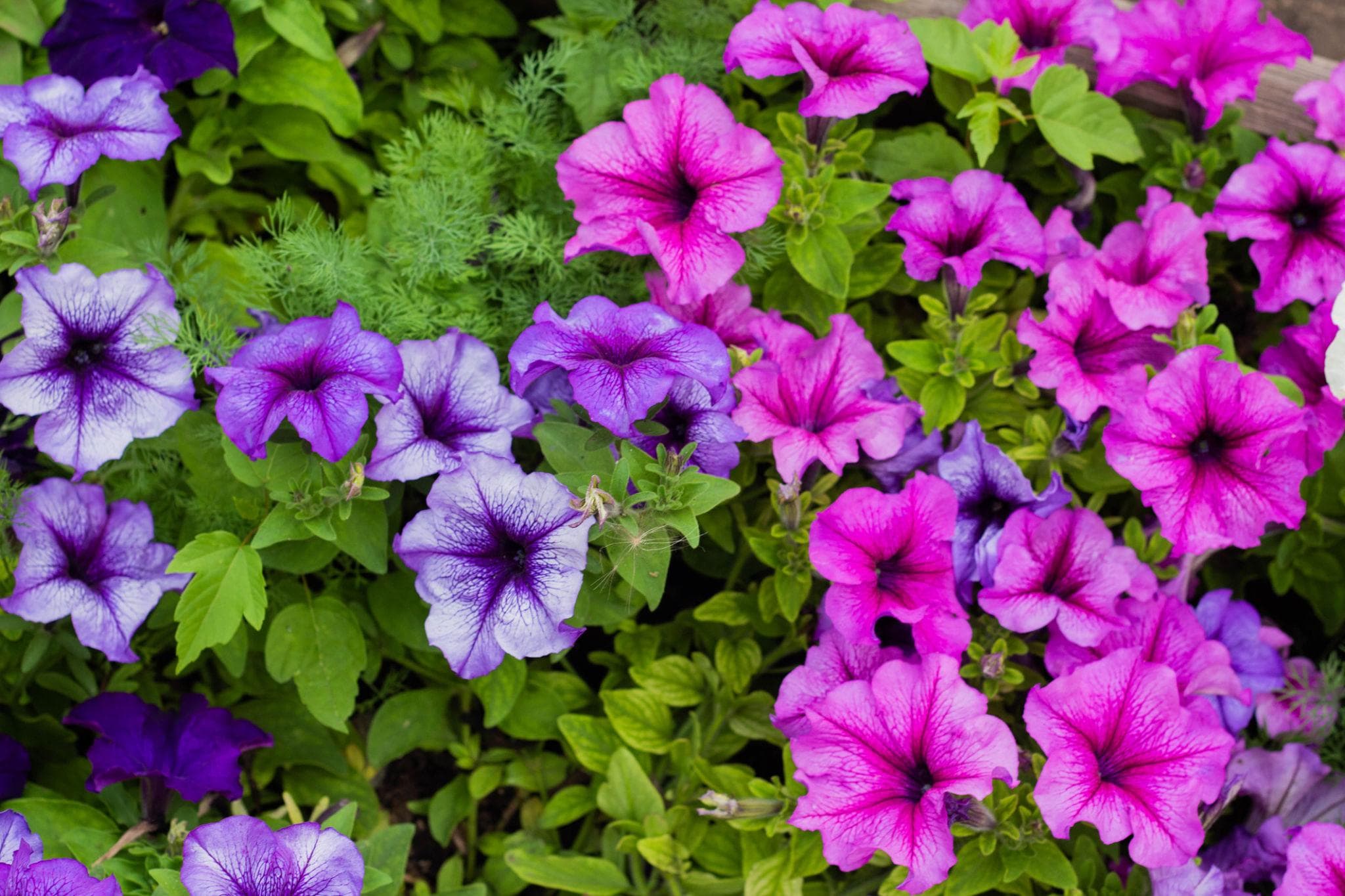 Foto de Petunia Petunia x hybrida