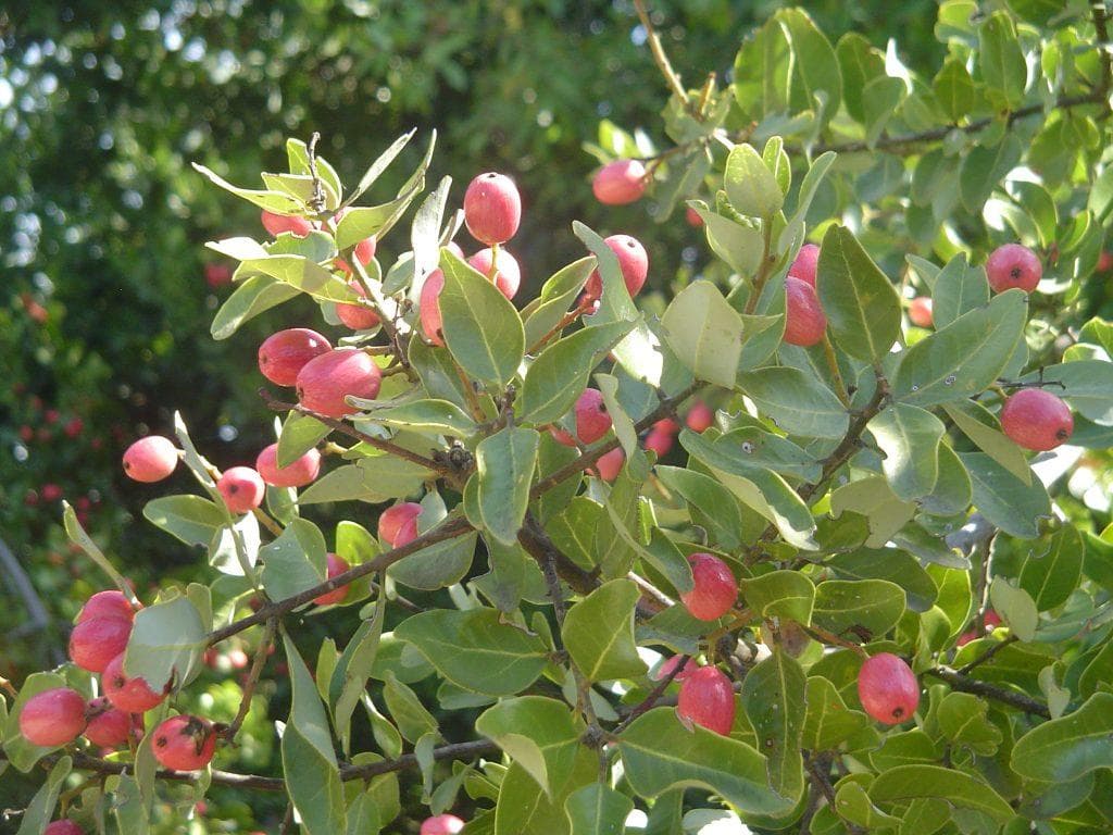 Foto de Peumo Cryptocarya alba